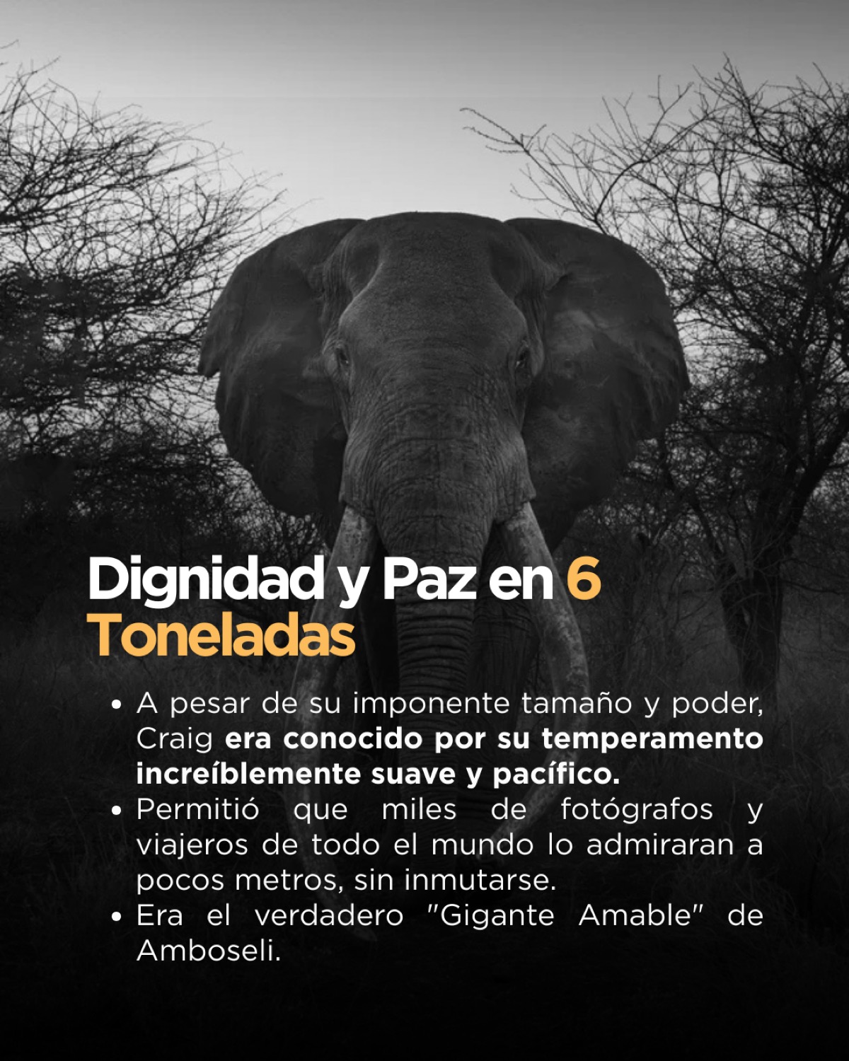 Majestic bull elephant facing camera directly between bare dry trees in black and white