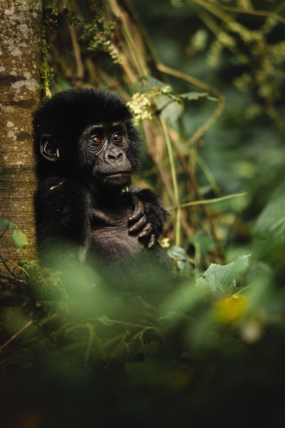 Young gorilla with amber eyes resting against a mossy tree trunk amid dense forest foliage