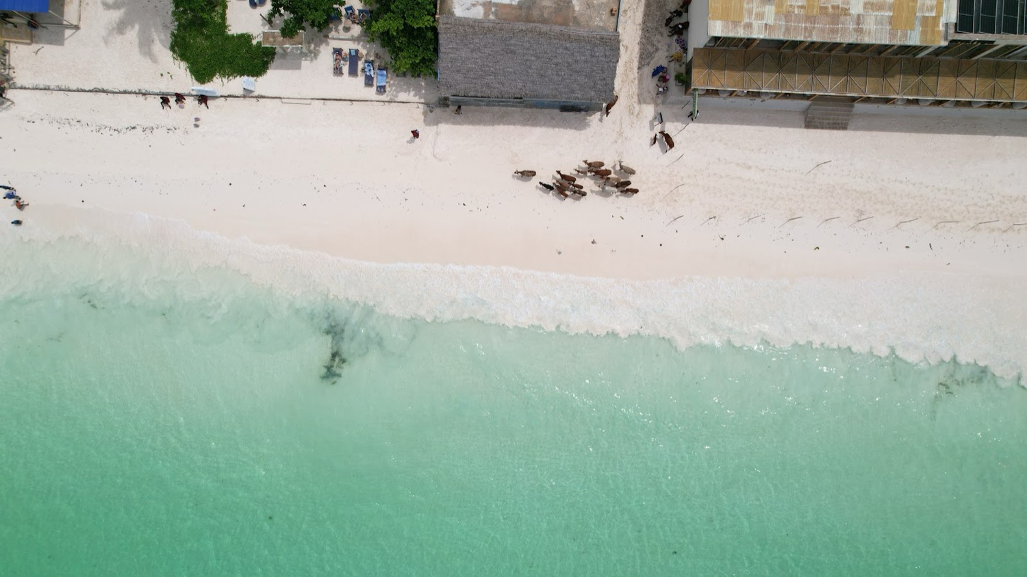 Aerial view of a herd of cattle walking across white sand beside turquoise shallow water