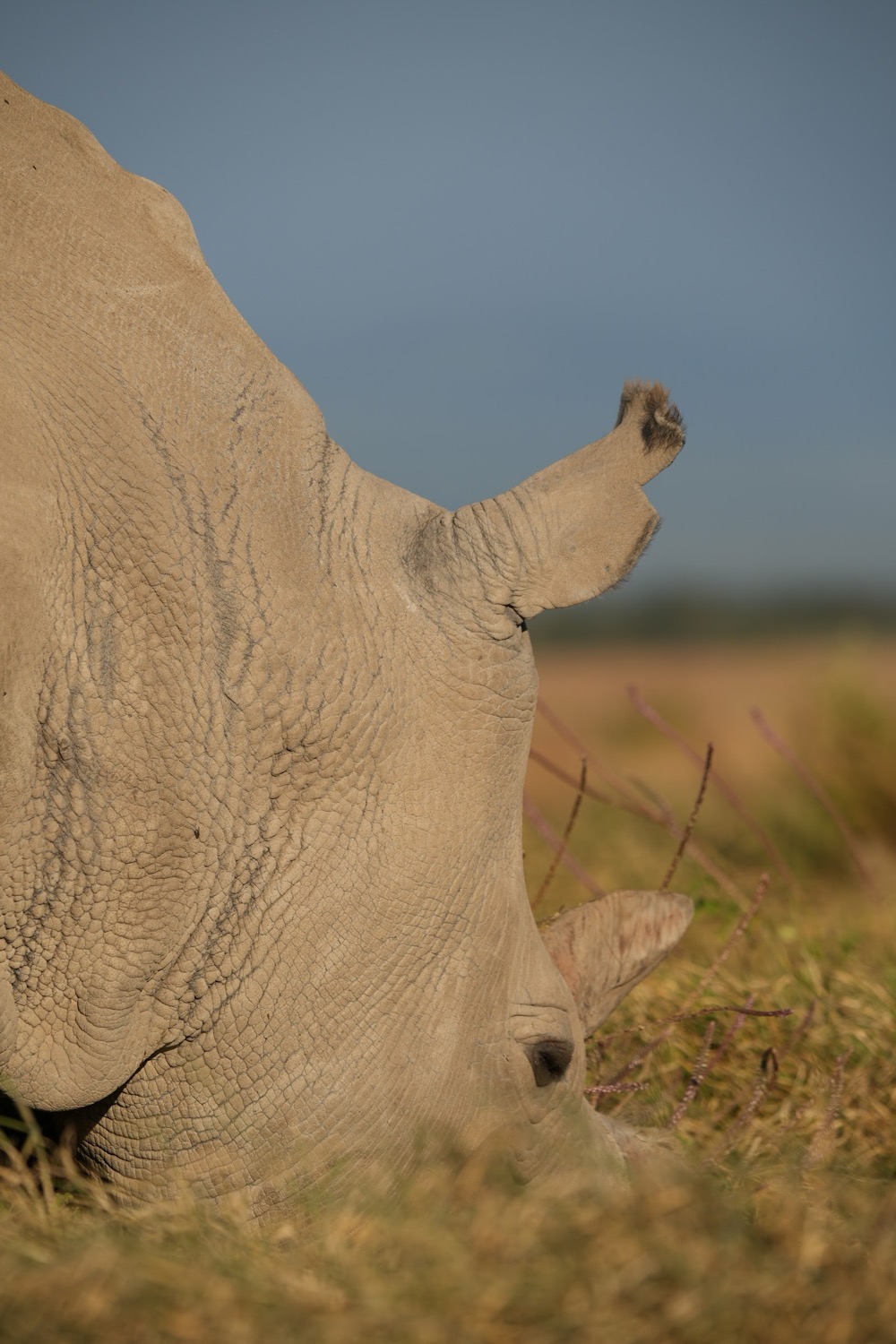 White rhino grazes head-down among dry golden grass beneath a grey-blue sky