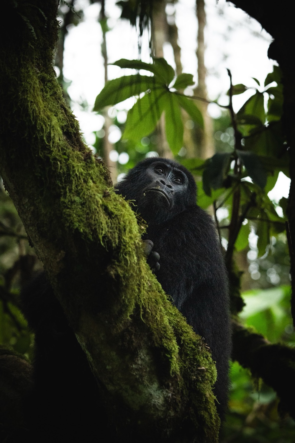 Young black gorilla clinging to a moss-covered tree trunk in dense tropical rainforest