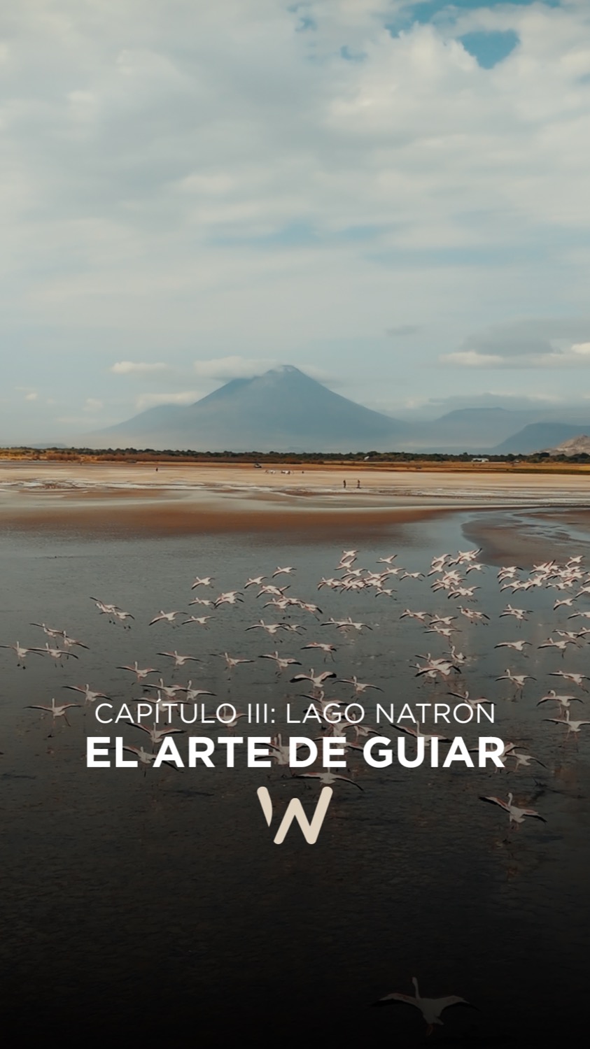 Large flock of flamingos taking flight over a shallow soda lake with volcanic peak behind