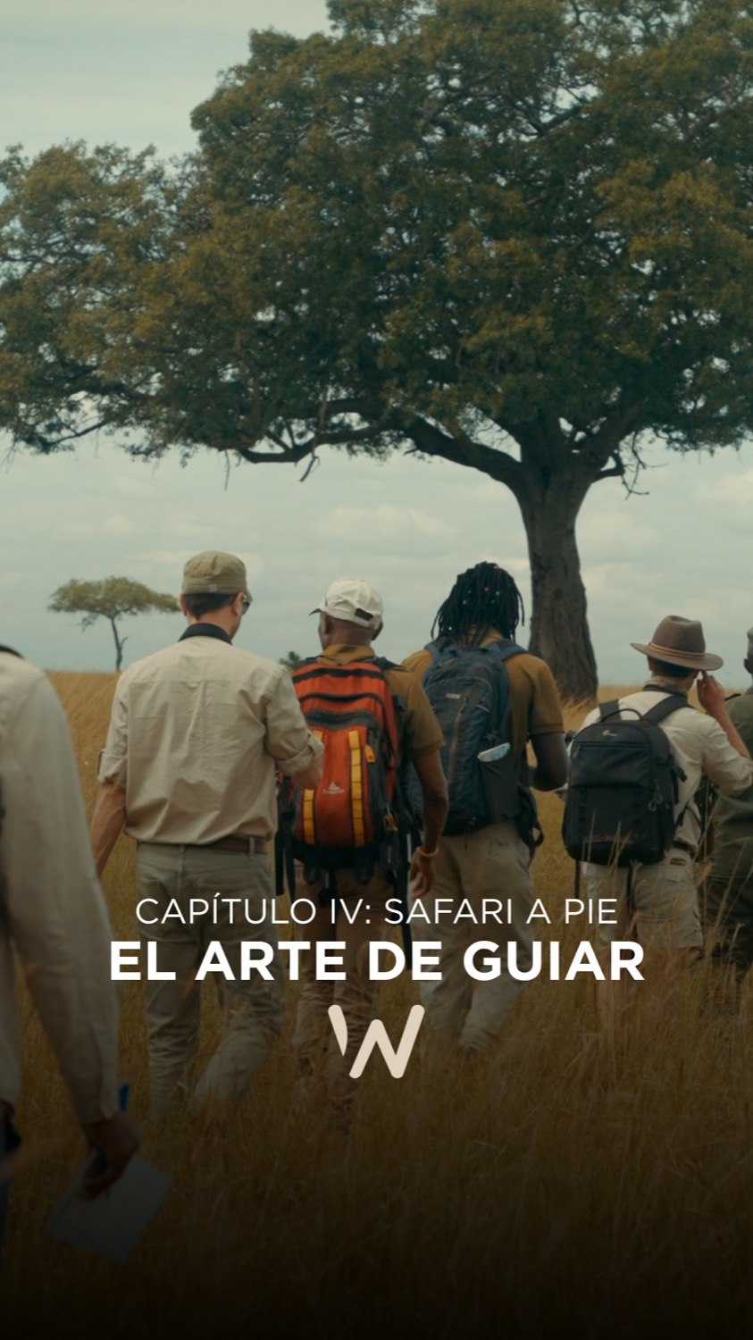 Group of people with backpacks walking through golden savanna grassland toward a large acacia tree