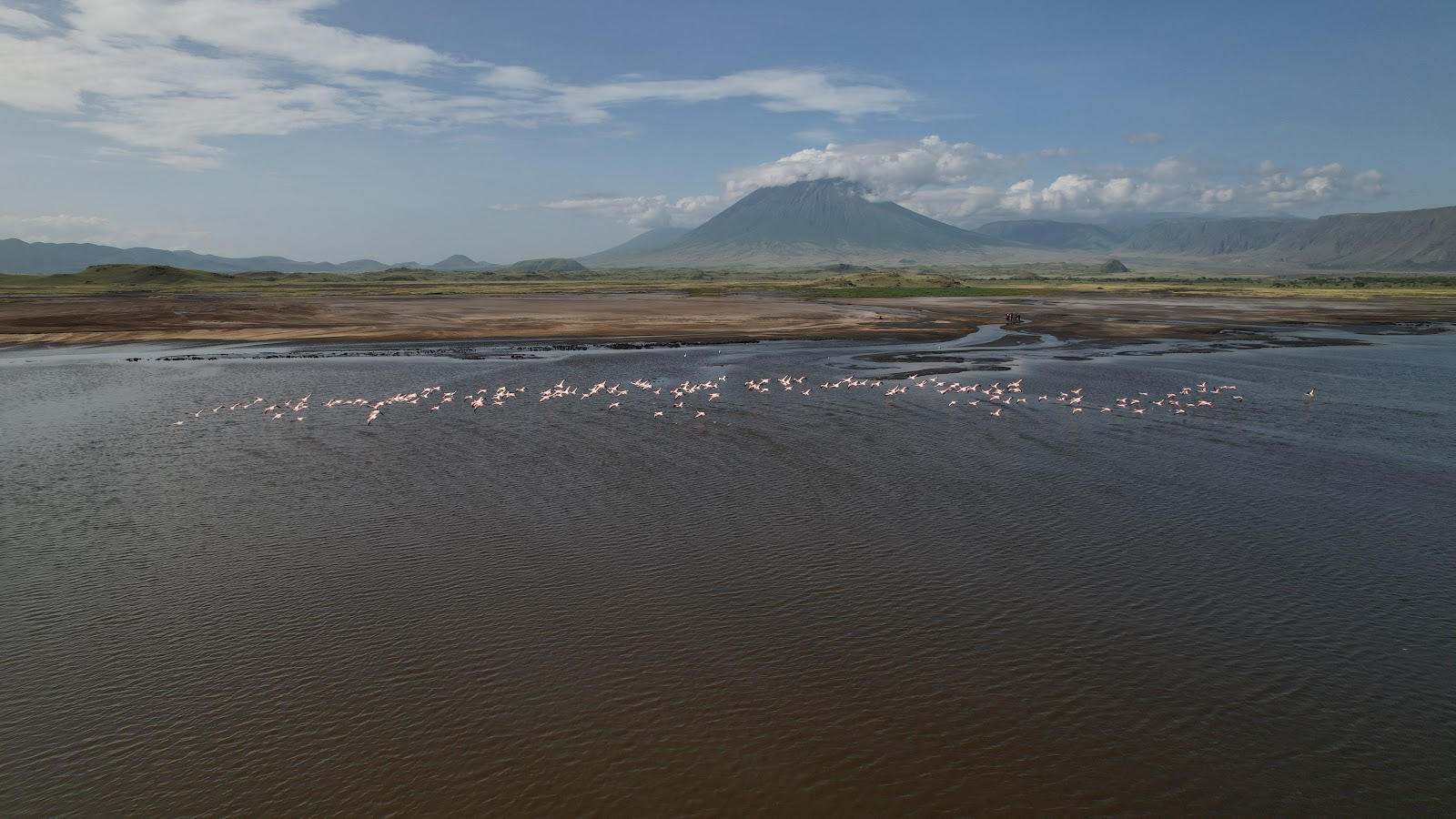 Pink flamingos take flight over Lake Natron with Ol Doinyo Lengai volcano in the background