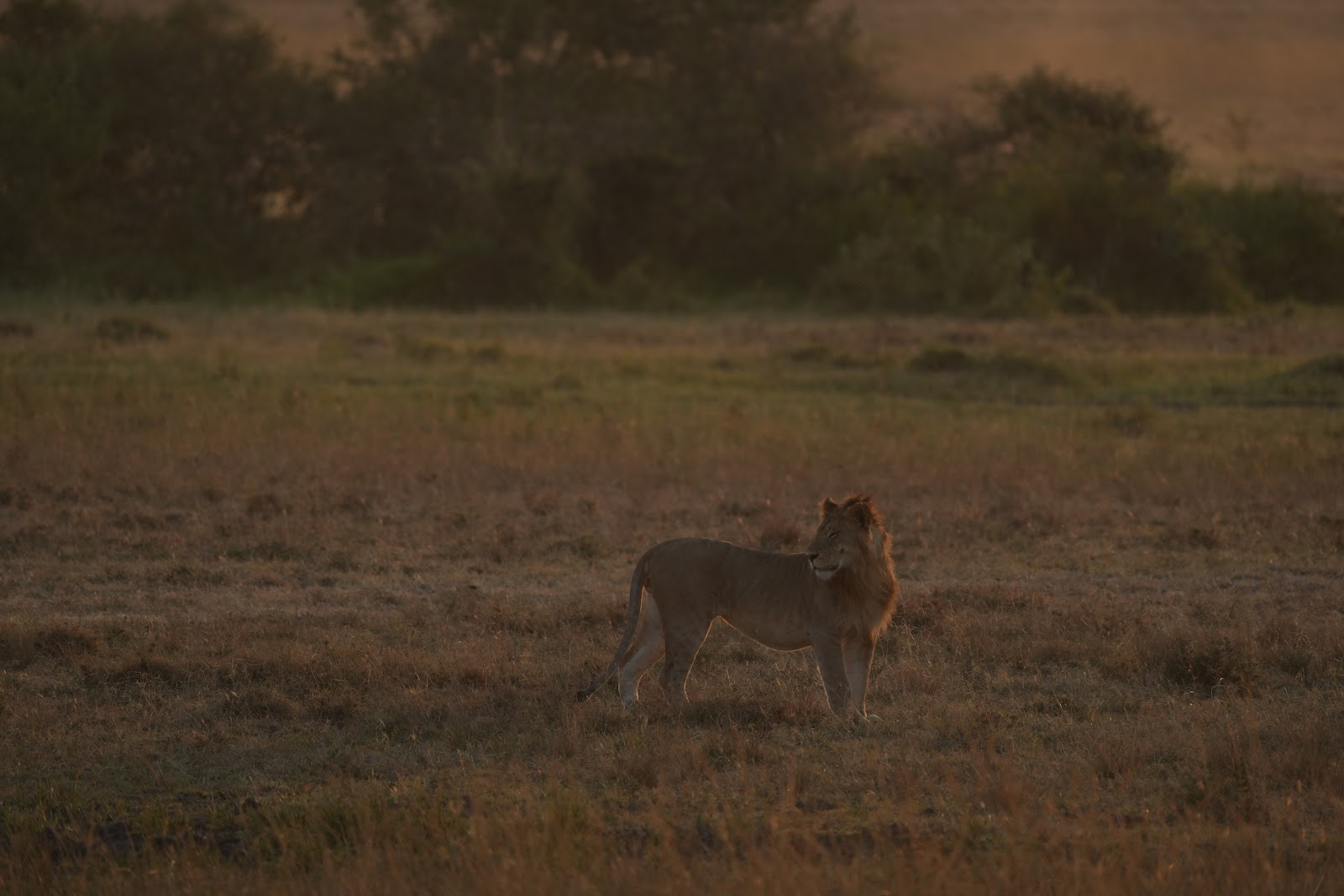 Young male lion walks across dry savanna grassland at dusk in Africa