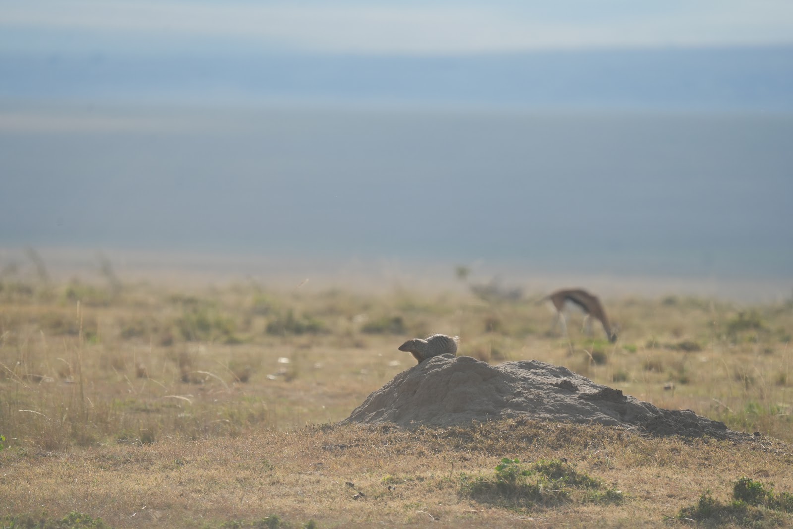 Una mangosta fa guàrdia des d'un termiter a la savana africana amb llum d'alba