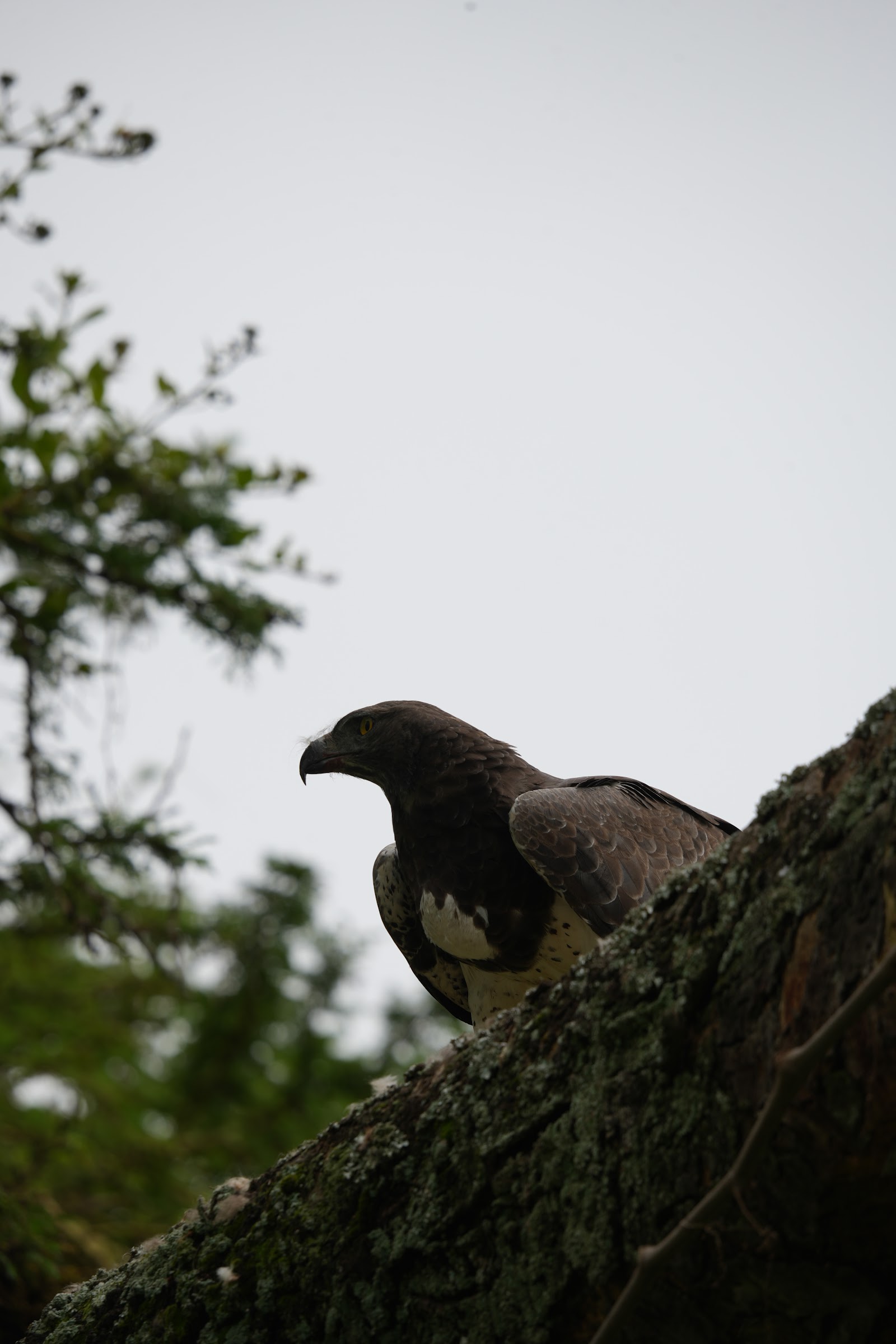 Martial eagle perched on a lichen-covered rock beneath an overcast African sky