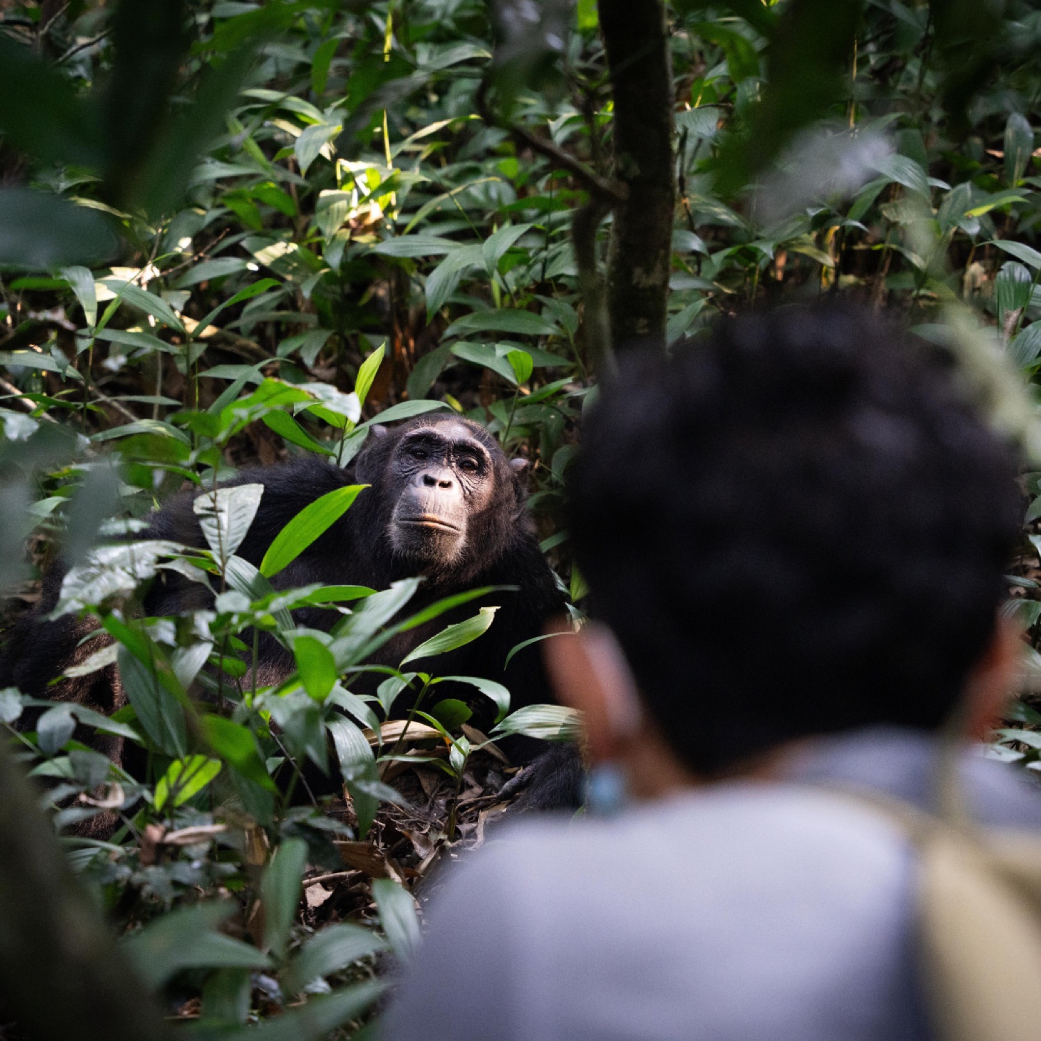 A chimpanzee resting among dense jungle foliage gazes at a nearby visitor photographing it