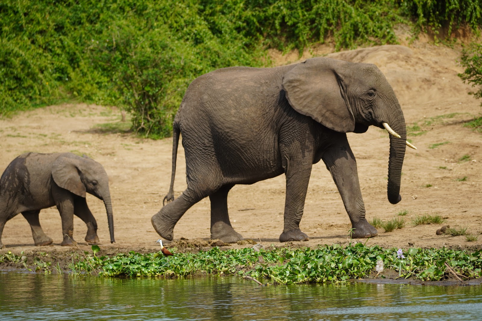 Adult elephant and calf walking along a riverbank in a Ugandan national park