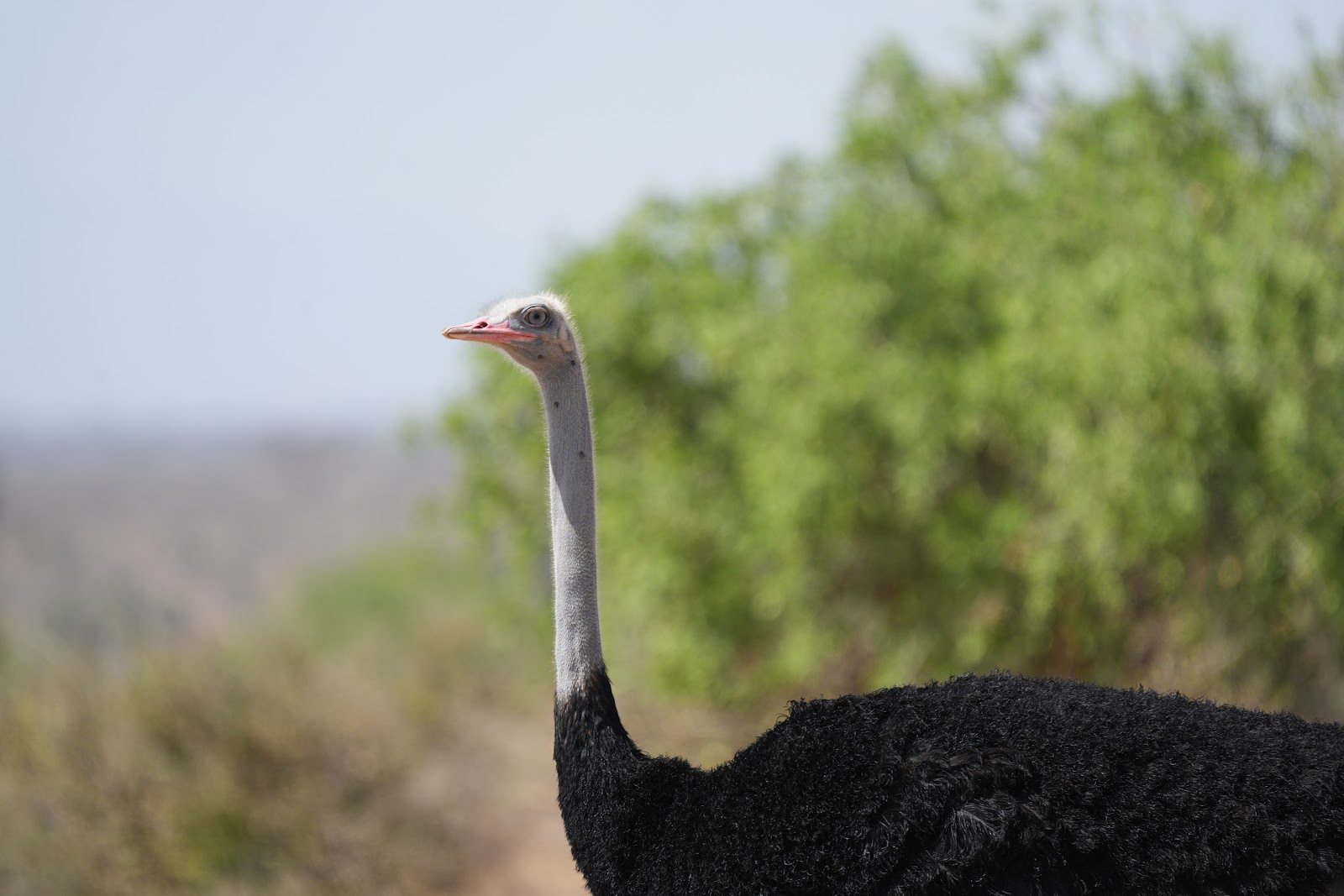 Avestruz macho con plumaje negro en la sabana africana bajo luz diurna suave