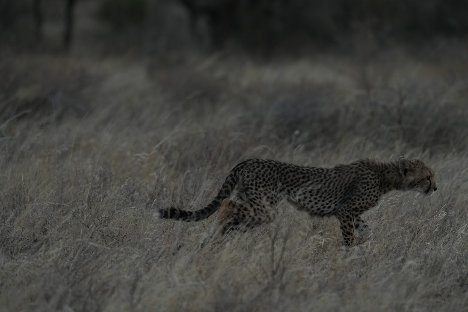 Cheetah stalking through dry savanna grass in the dim evening light of Kenya