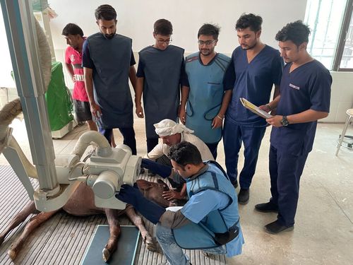 IIVER students taking Xray of a cow