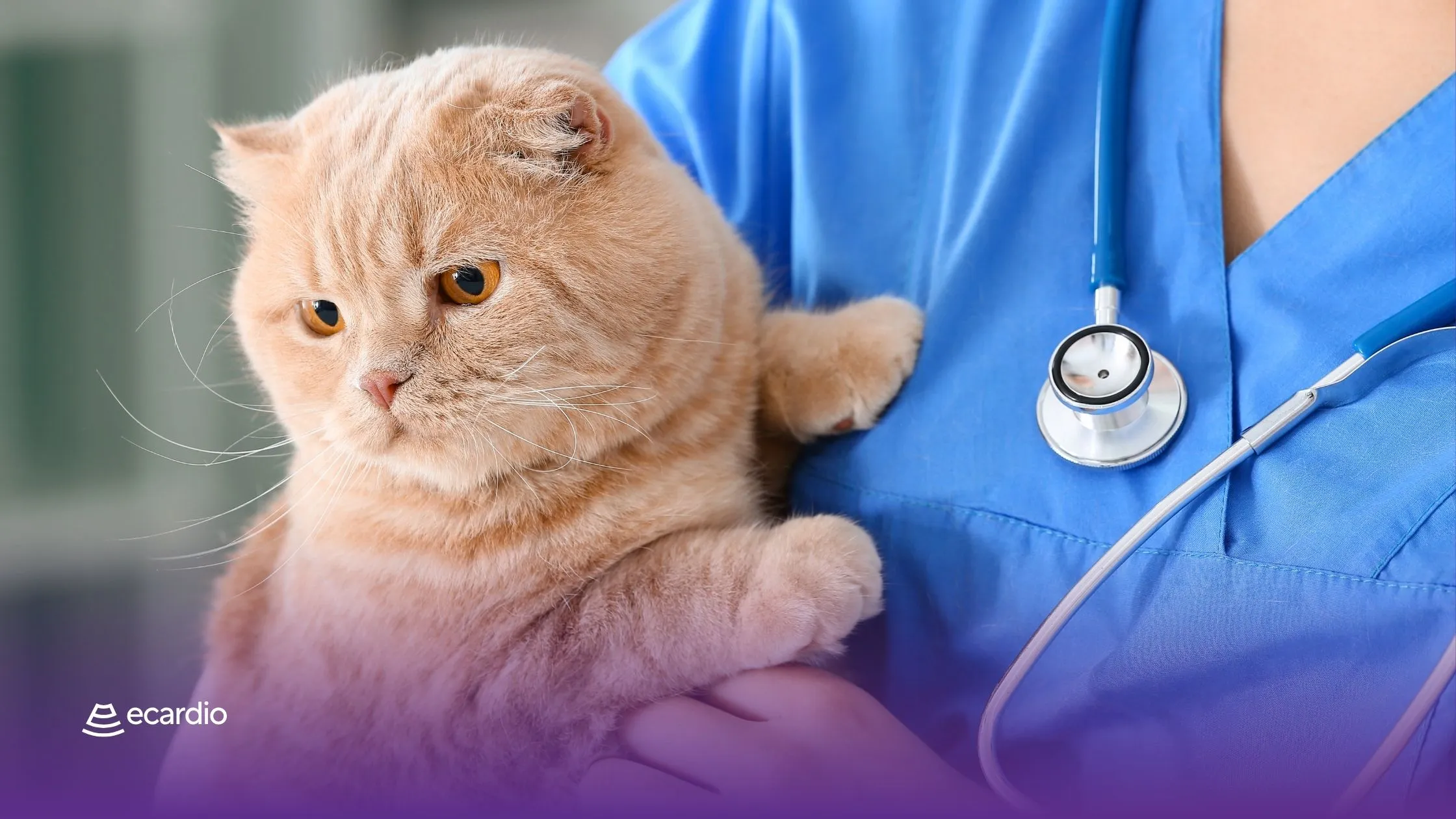 sinais-silenciosos-doenca-cmh-gatos