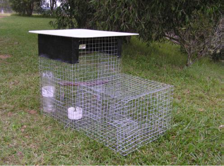 Indian Myna Trap Making Workshop