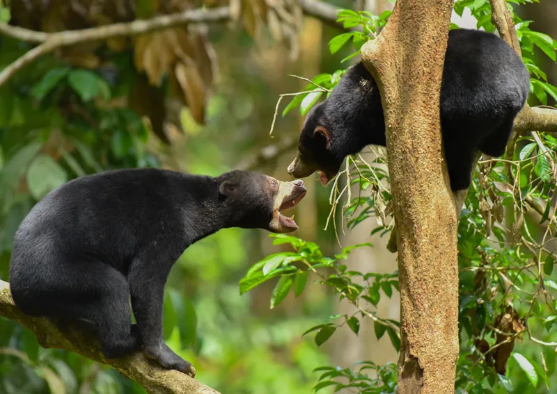 Sunbear exploring Sepilok Wildlife Reserve: Borneo's endangered species