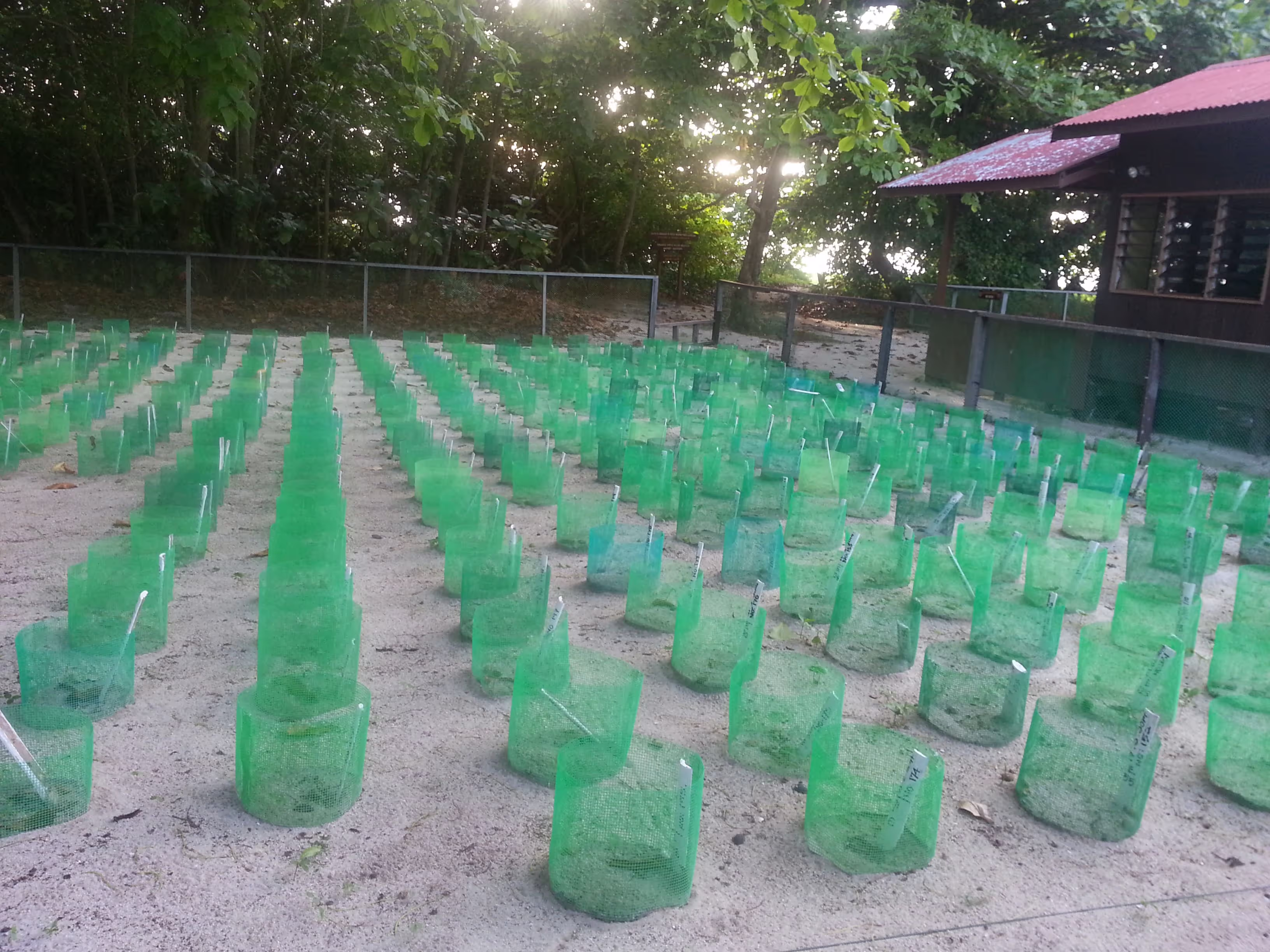 Selingan Turtle Island