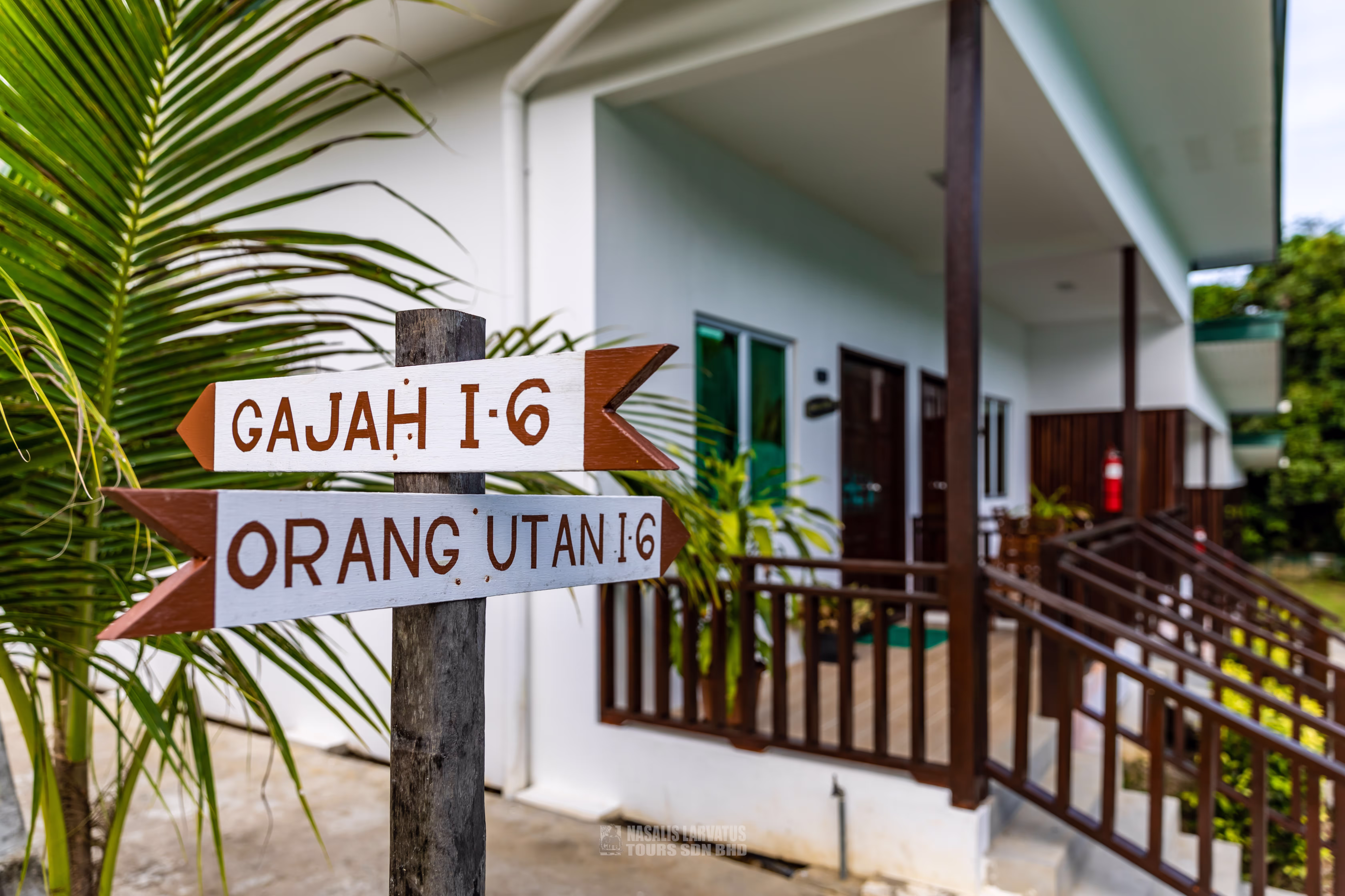 Tanini Sepilok, Sandakan, orangutan, borneo orangutan