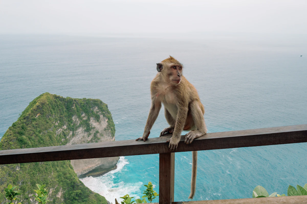 Long-tailed macaque sitting on a clifftop railing above the ocean in Bali