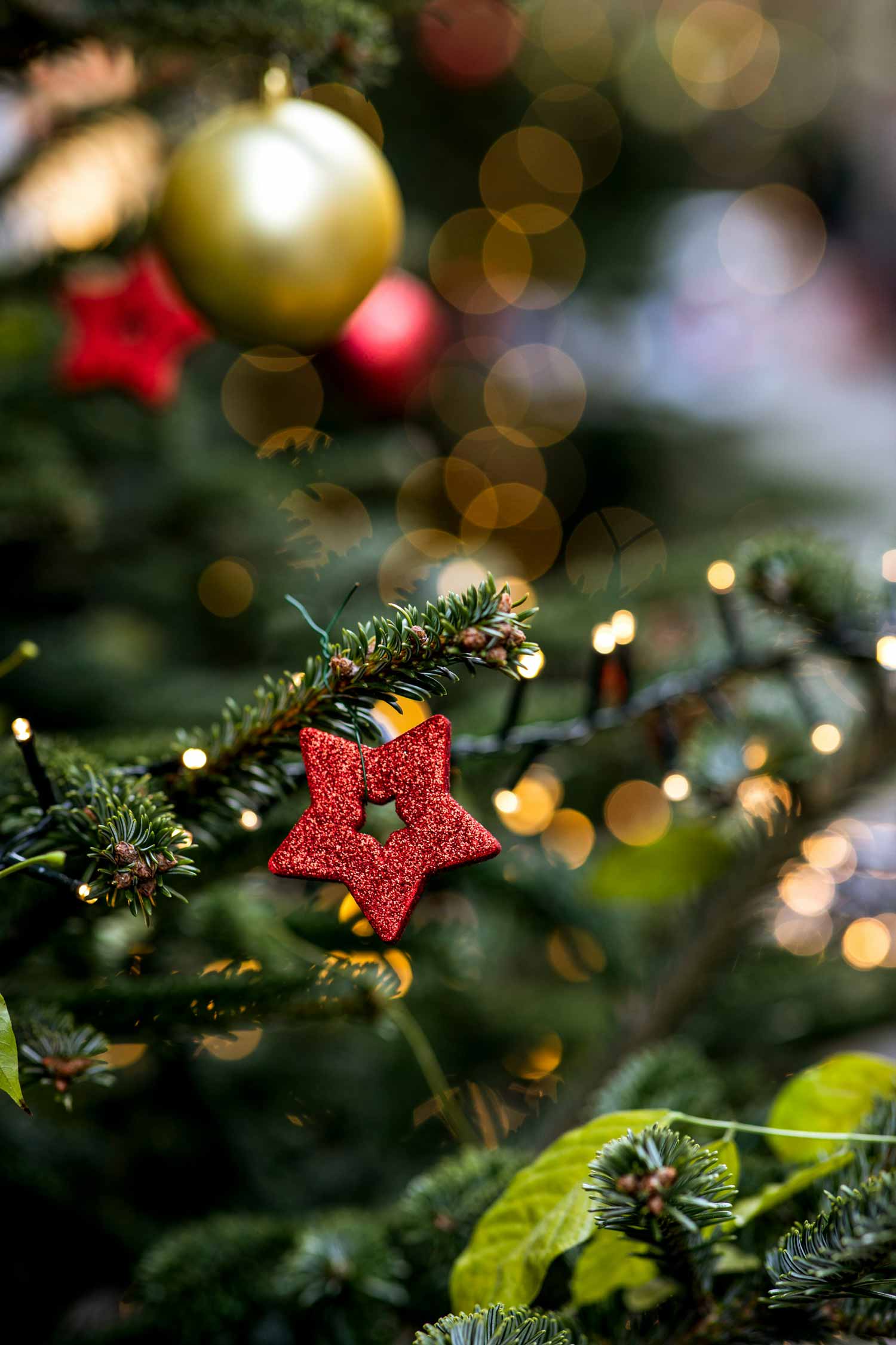 Christmas-at-The-Maitlandfield-House-Hotel