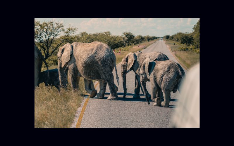 Behind the Scenes – A Creative Journey Through Namibia