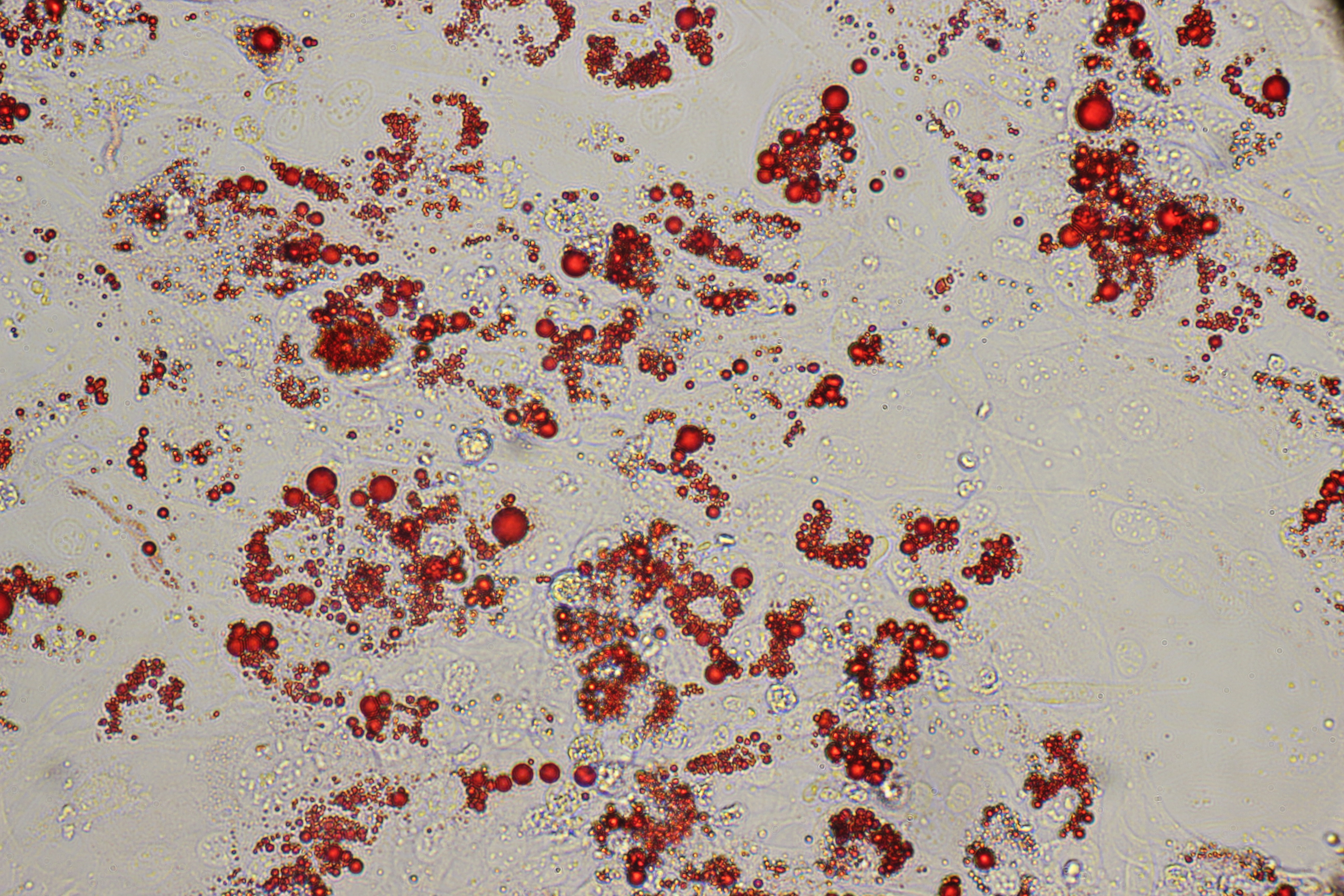 Bovine immortalised adipose derived stem cells