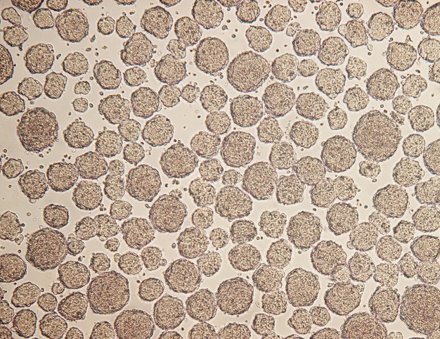 Suspension-Adapted Porcine Induced Pluripotent Stem Cells