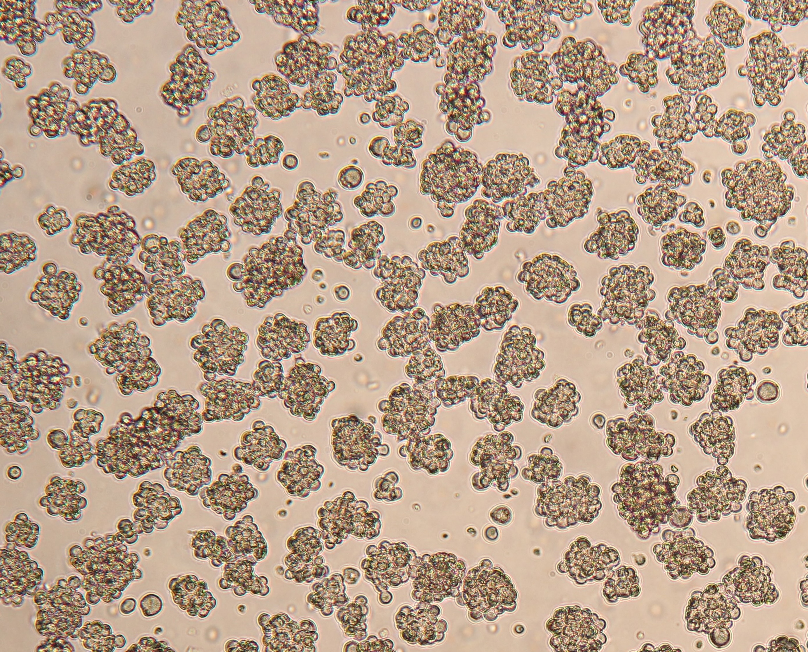 Suspension-Adapted Porcine Immortalised Myosatellite Cells