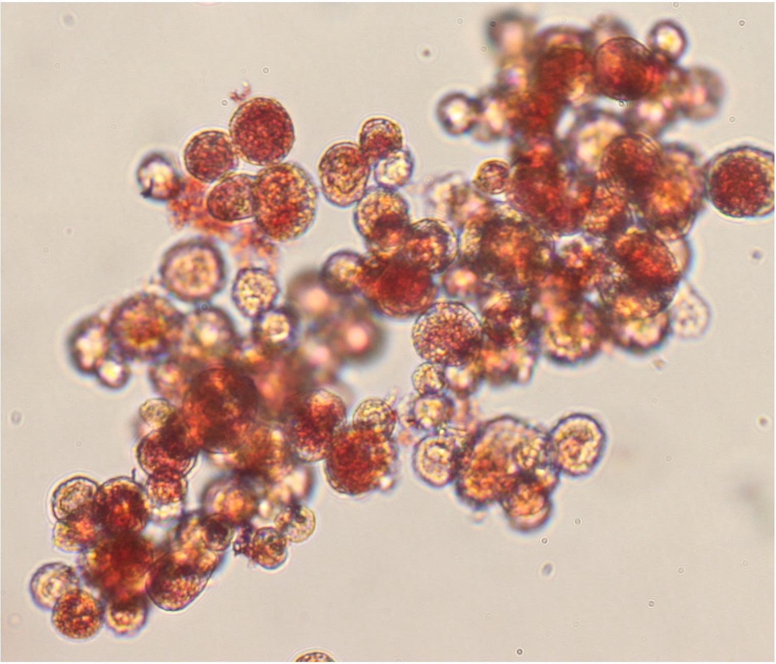 Suspension-Adapted Porcine Spontaneously Immortalised Adipose-Derived Stem Cells