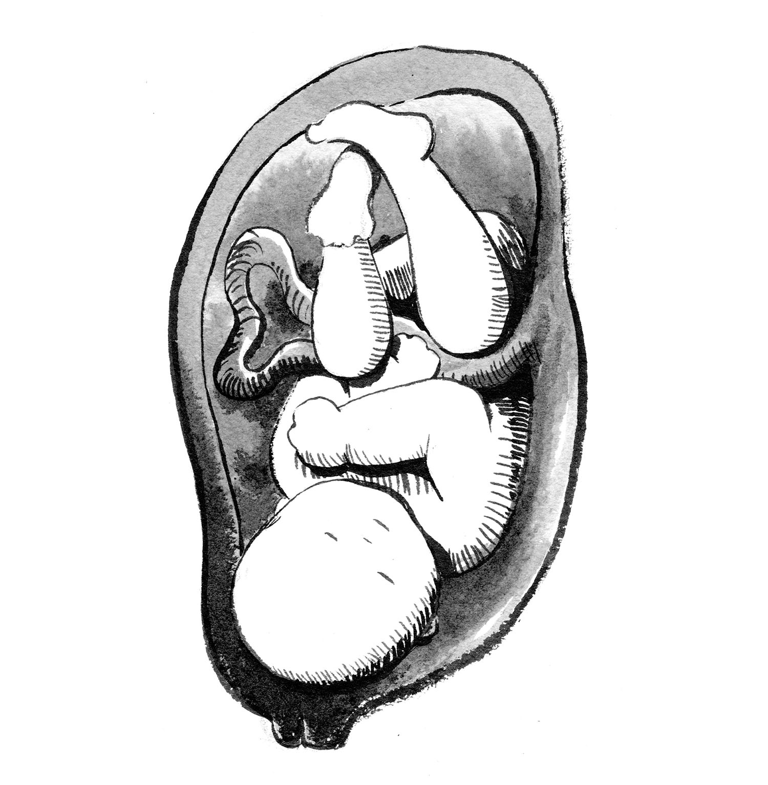 Black and white illustration of a fetus curled up inside a womb with visible umbilical cord.