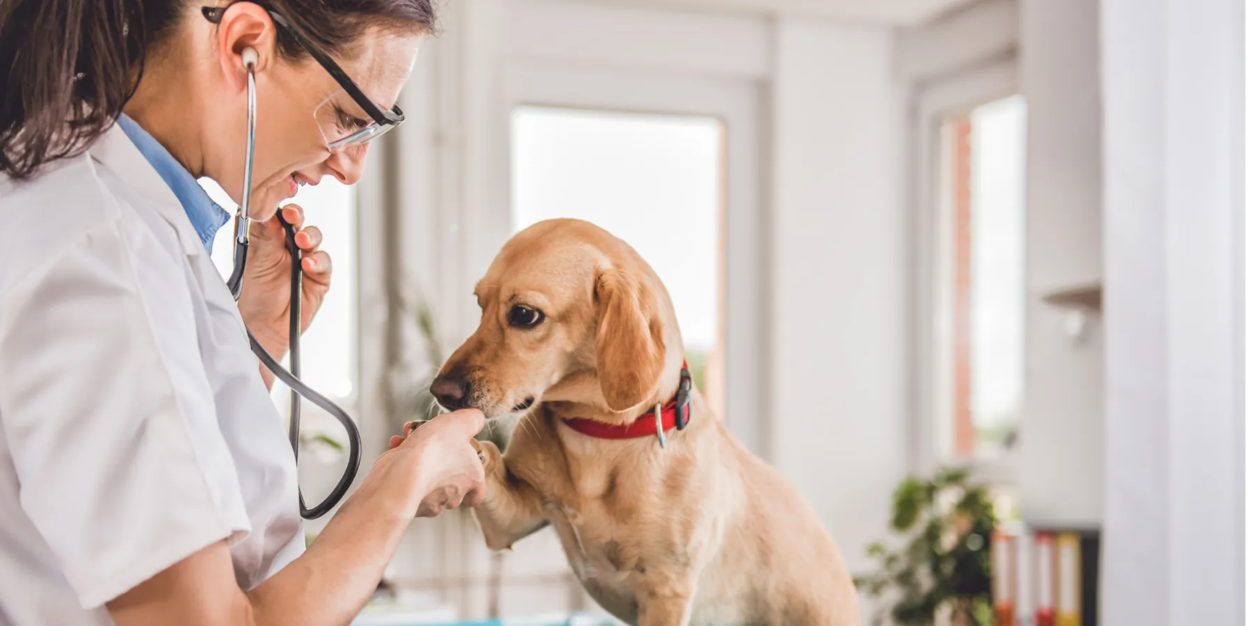 Veterinarian with a stethoscope gently holding the paw of a golden retriever wearing a red collar indoors.