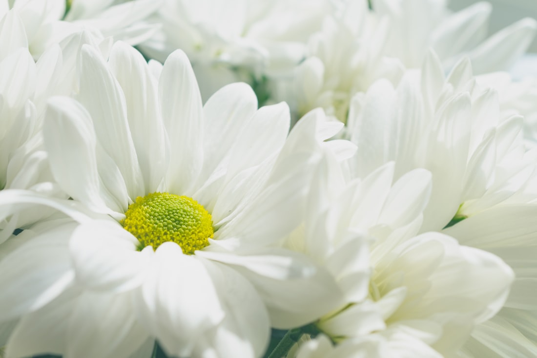 Crizanteme albe, flori funerare