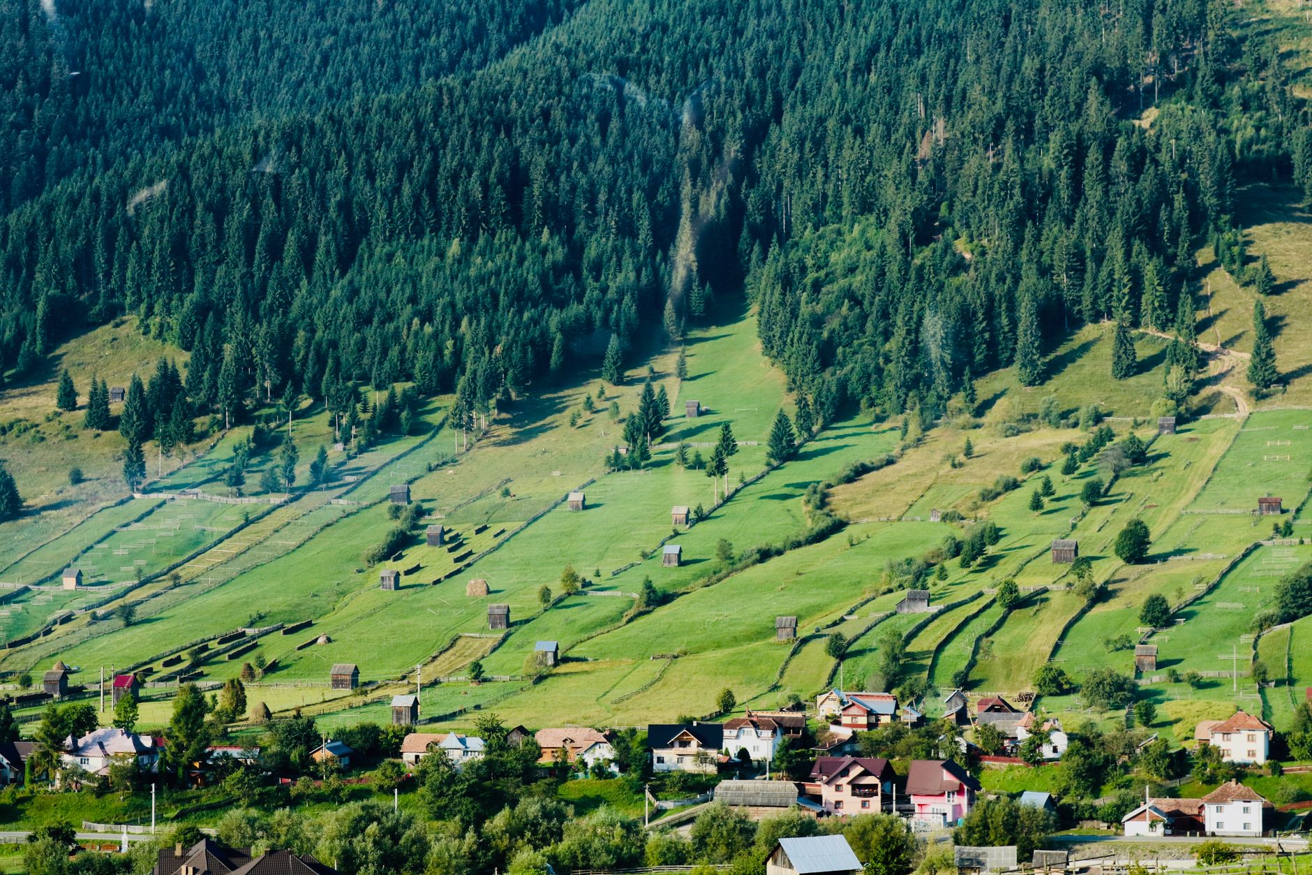 Suceava