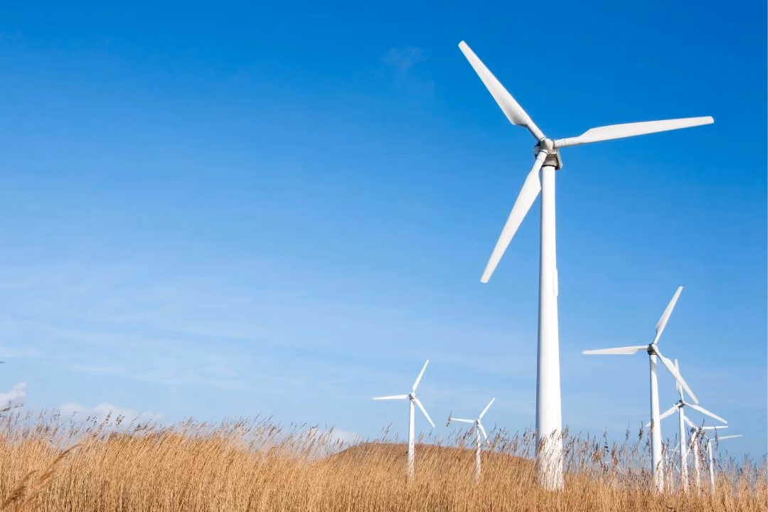 Mehrere Windräder stehen in einem Kornfeld vor einem blauen Himmel.