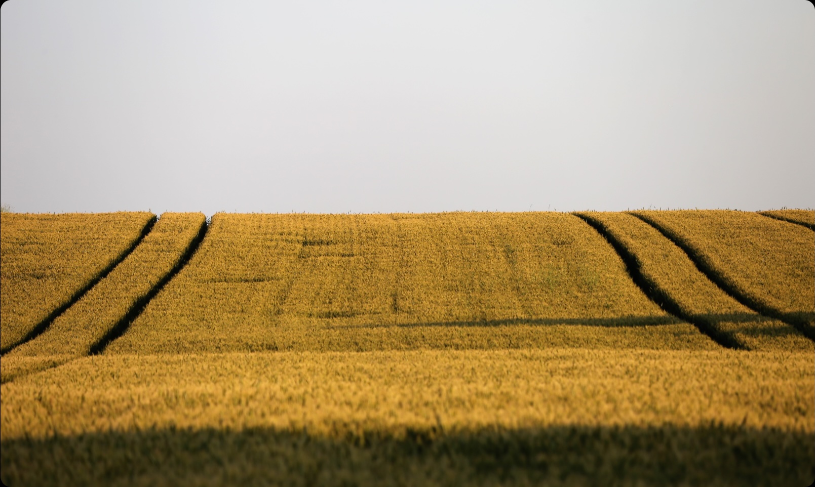 A field of yellow wheat with a blue sky in the background.