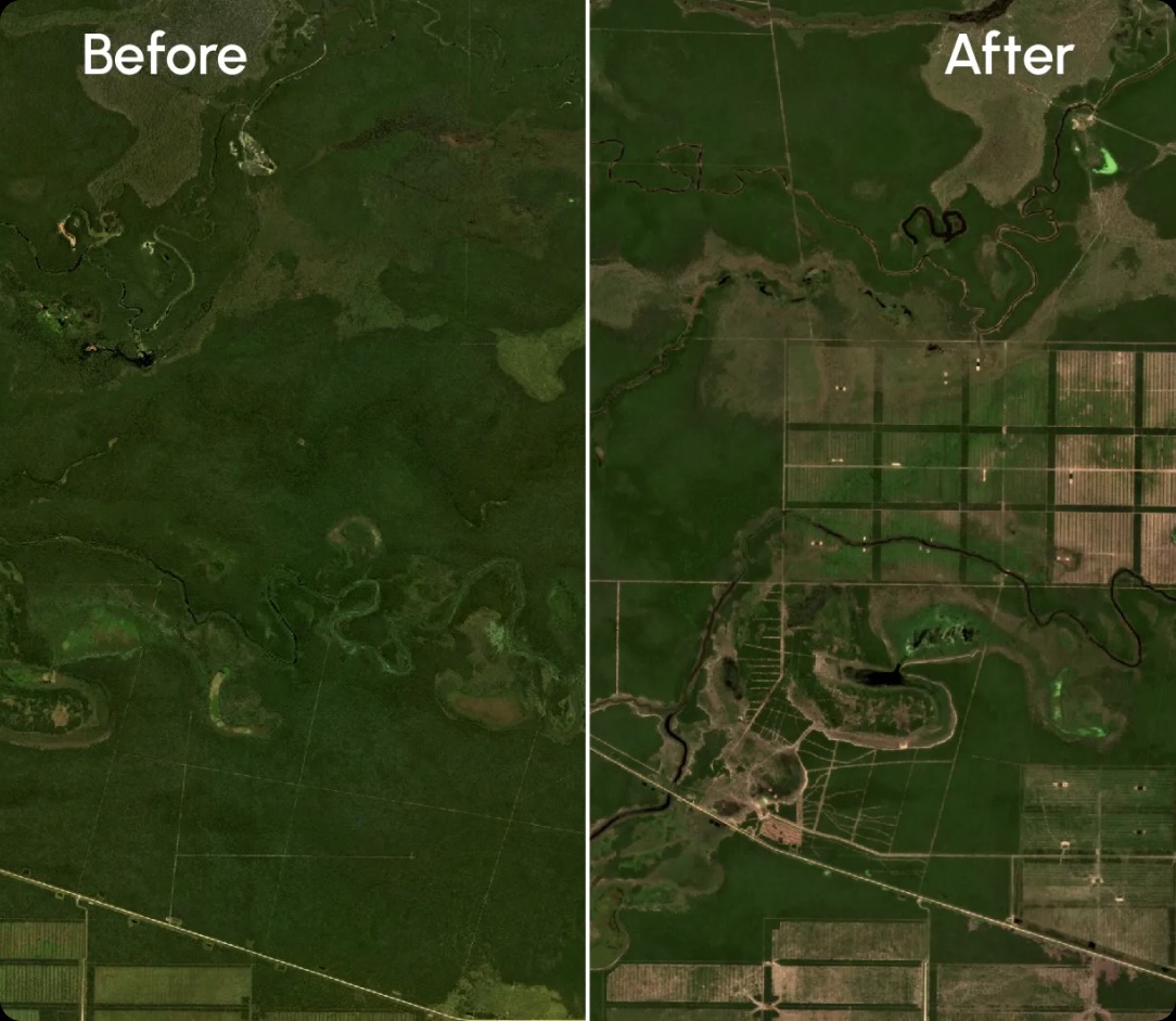 A before and after photo of a forest with a caption that says "before" and "after".