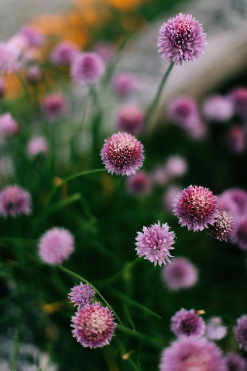 Purple Chive flowers