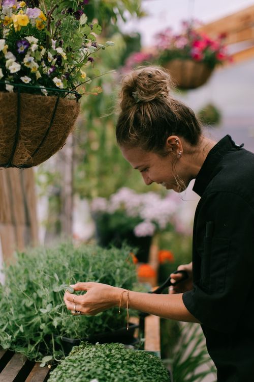 a chef plucks herbs in a greenhouse