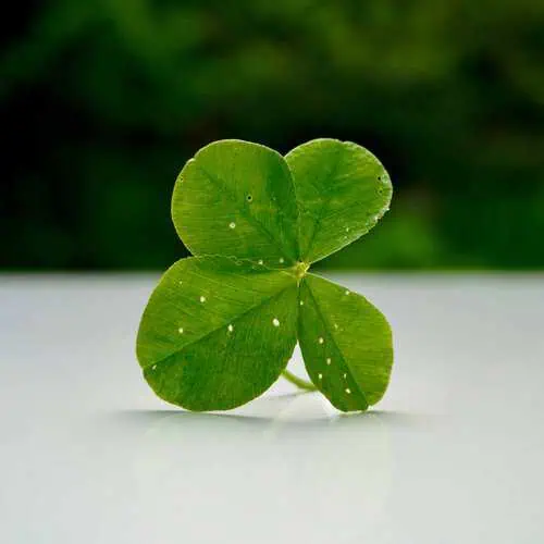 Close-up of a green four-leaf clover on a reflective white surface with a blurred green background. 🍀