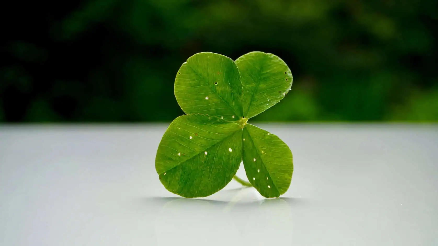 Close-up of a green four-leaf clover on a reflective white surface with a blurred green background. 🍀