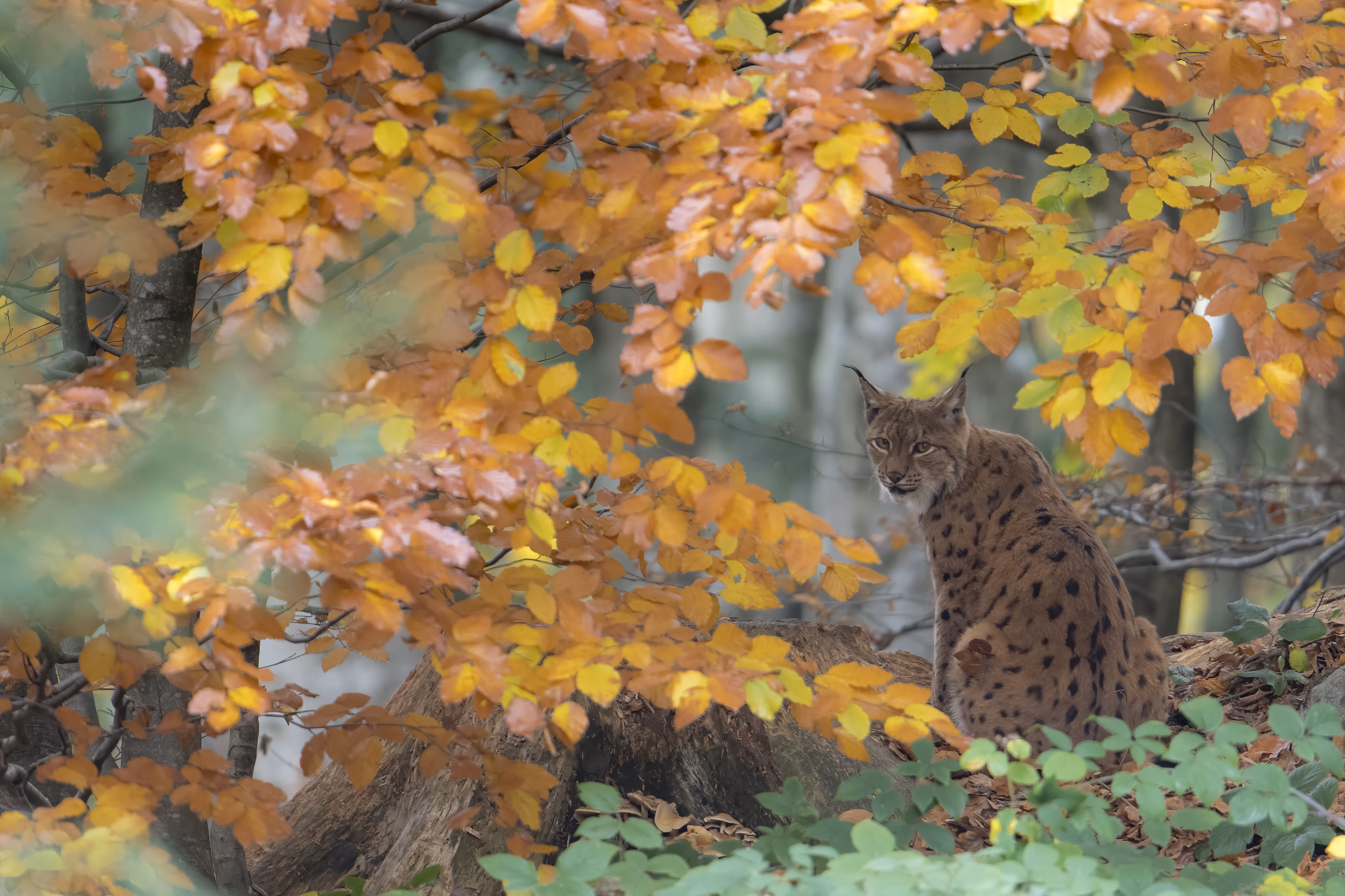 The Missing Lynx roadshow exhibition in Northumberland