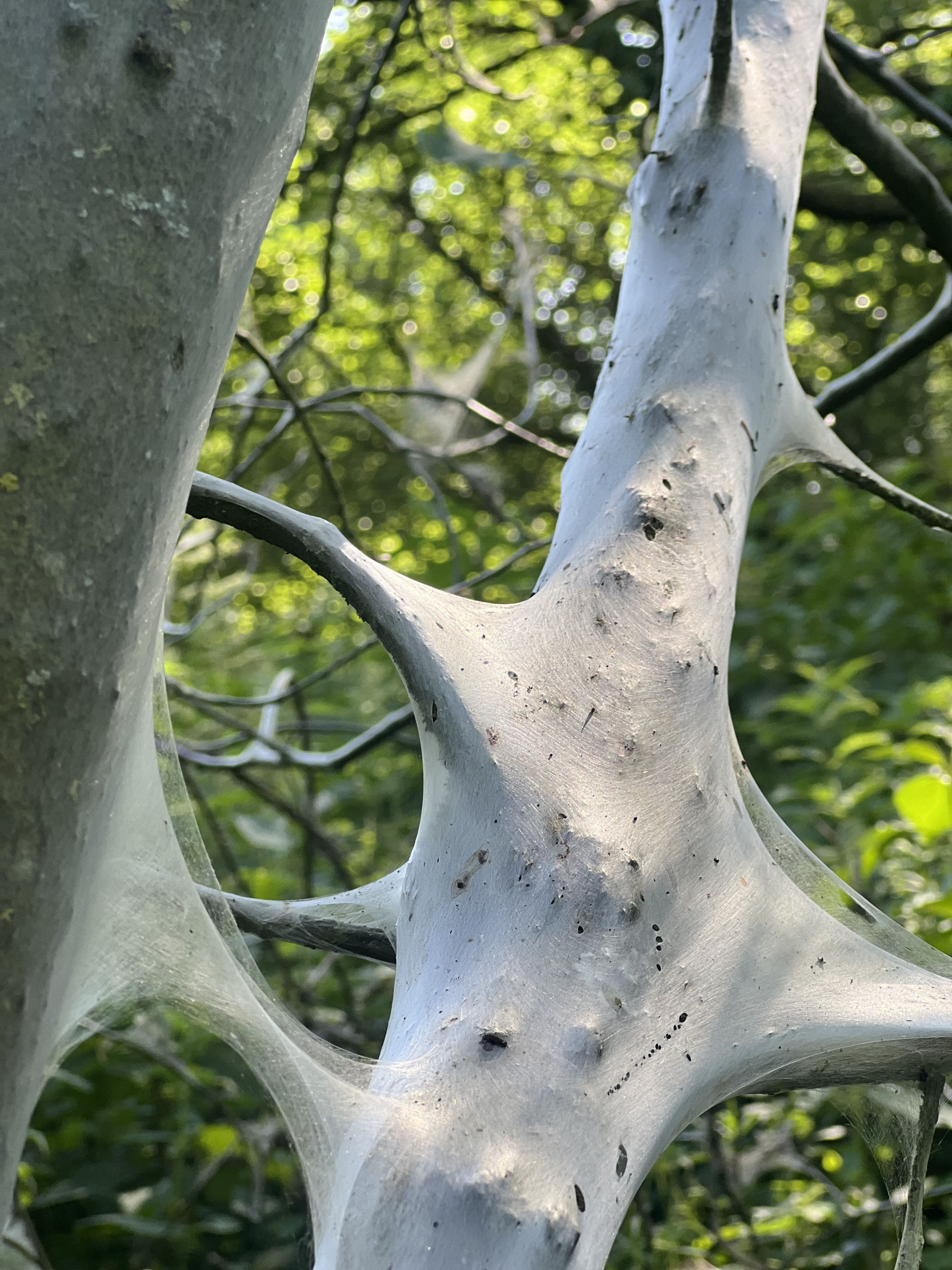 Ninon Ardisson: Tree Covered With Ermite Moth Silk (Image: Ninon Ardisson)