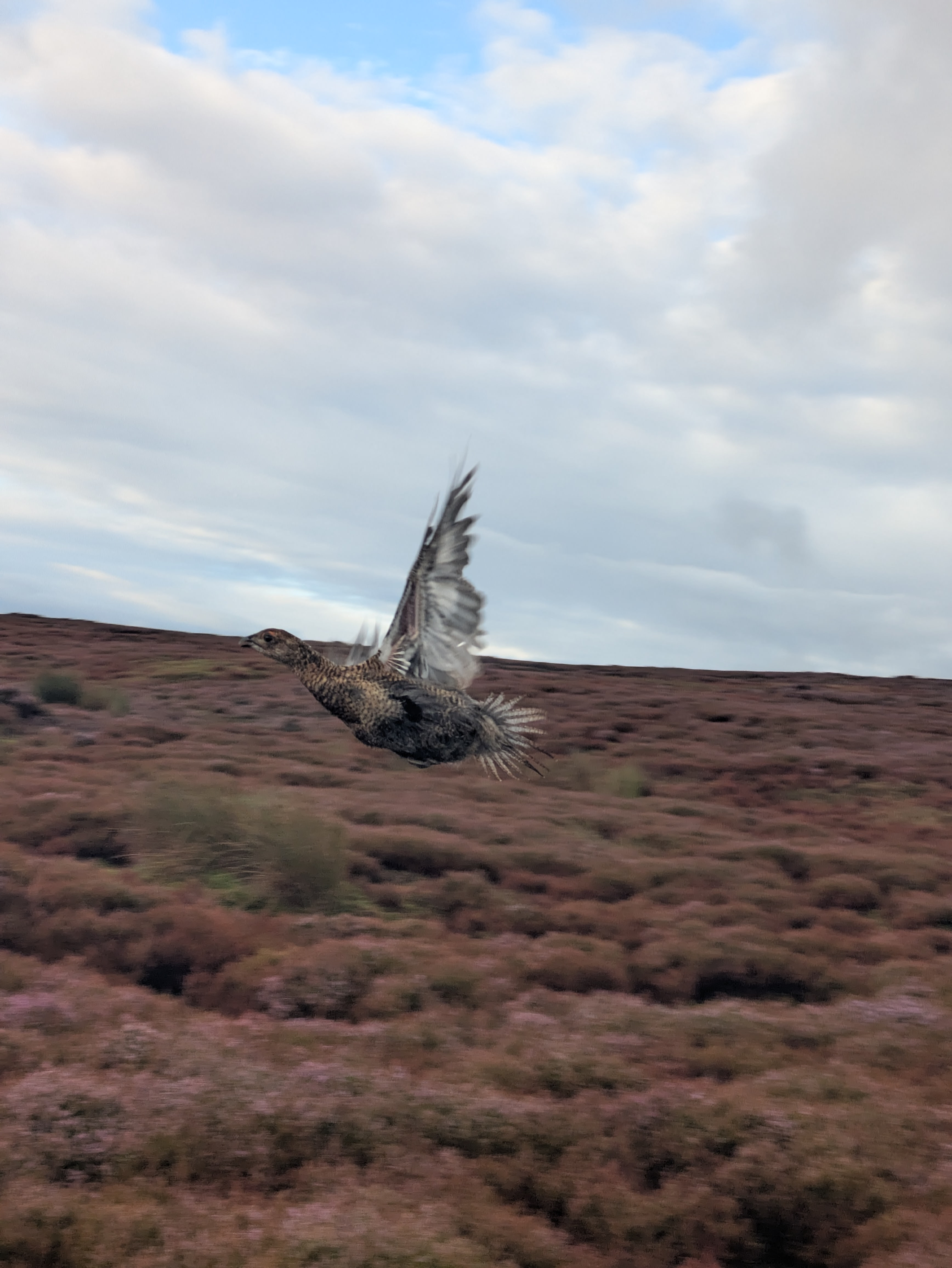 A female grouse in flight