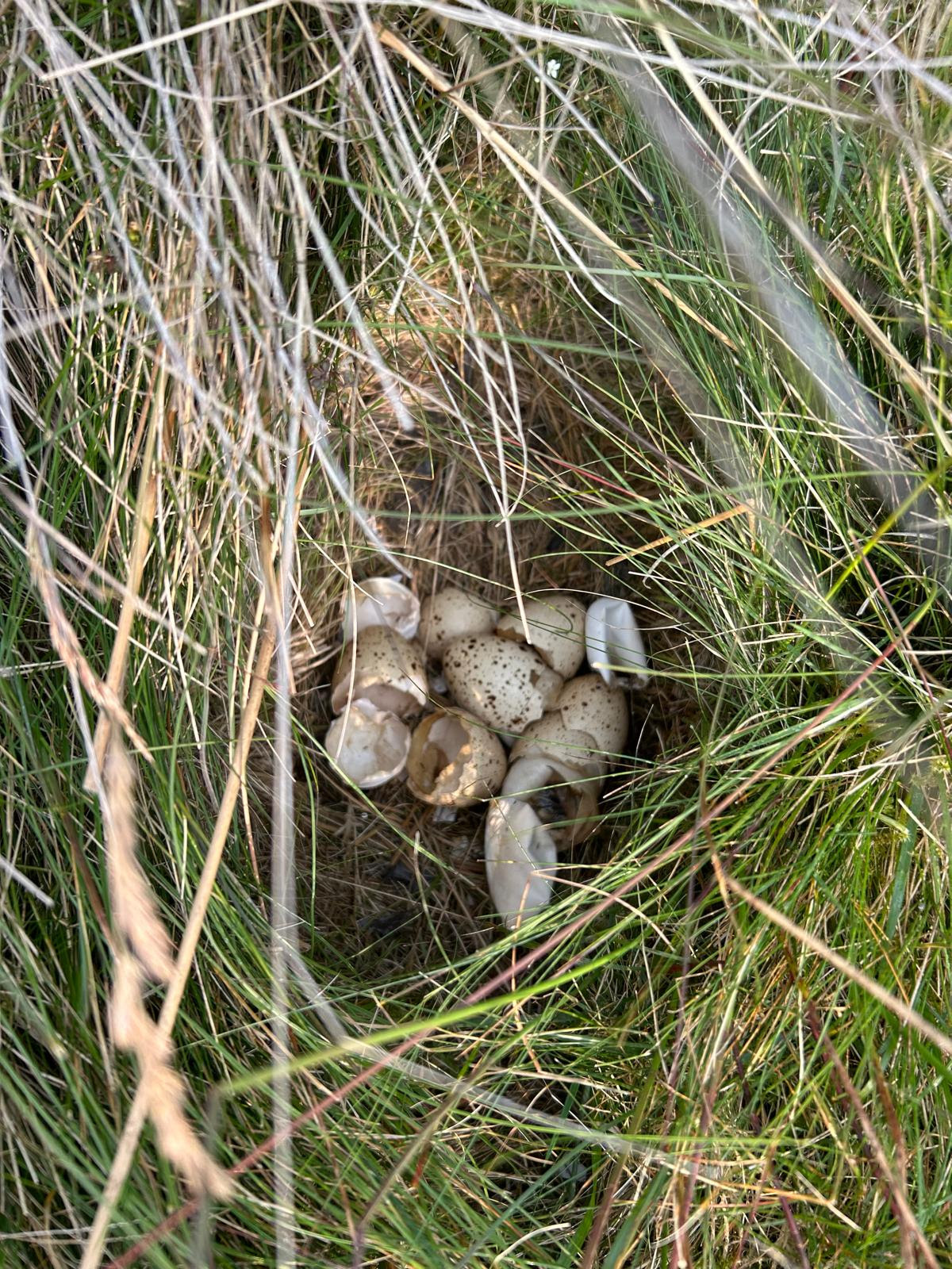 A clutch of Black Grouse Eggs