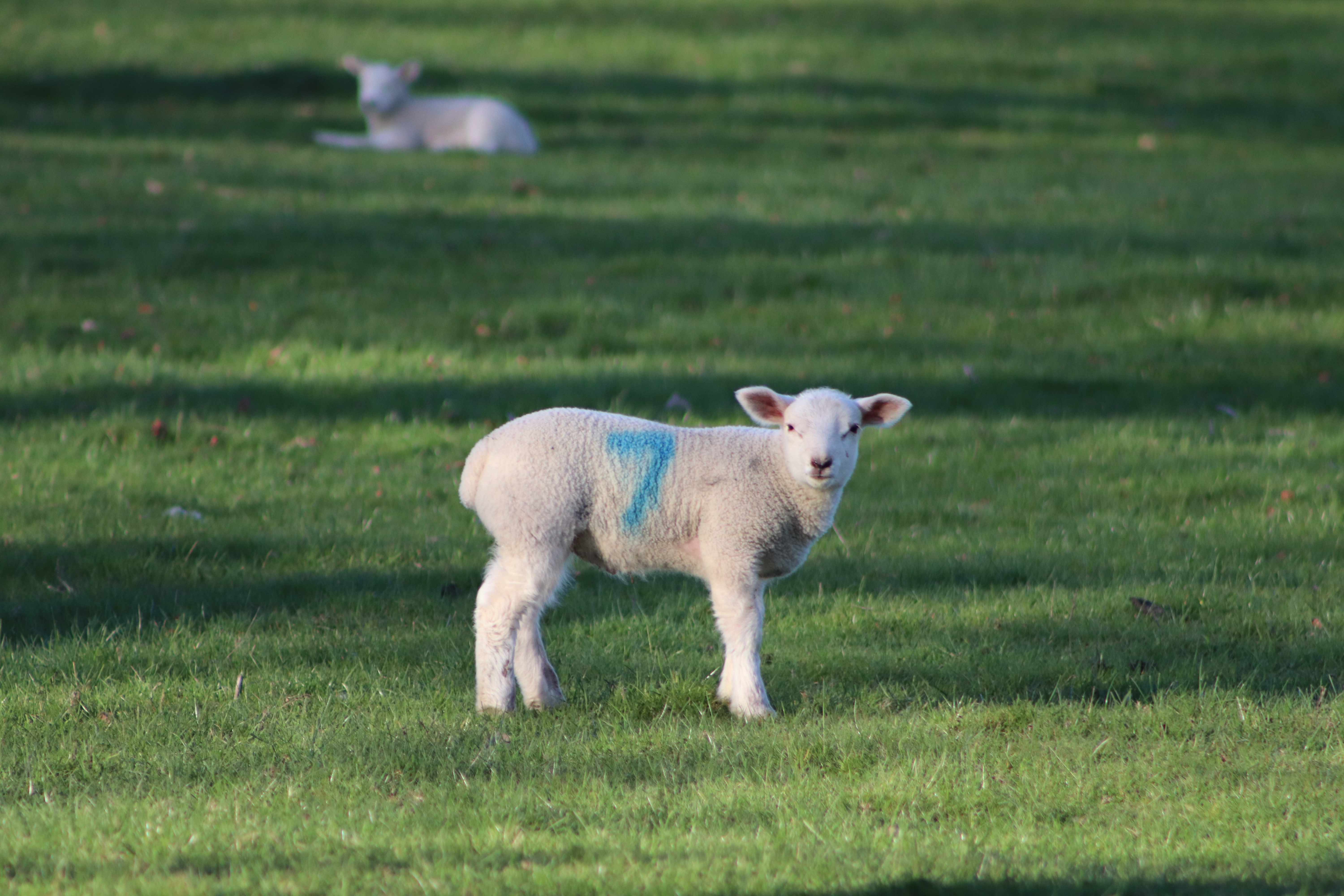 Nidderdale Lamb (Image: Gabe Petch)
