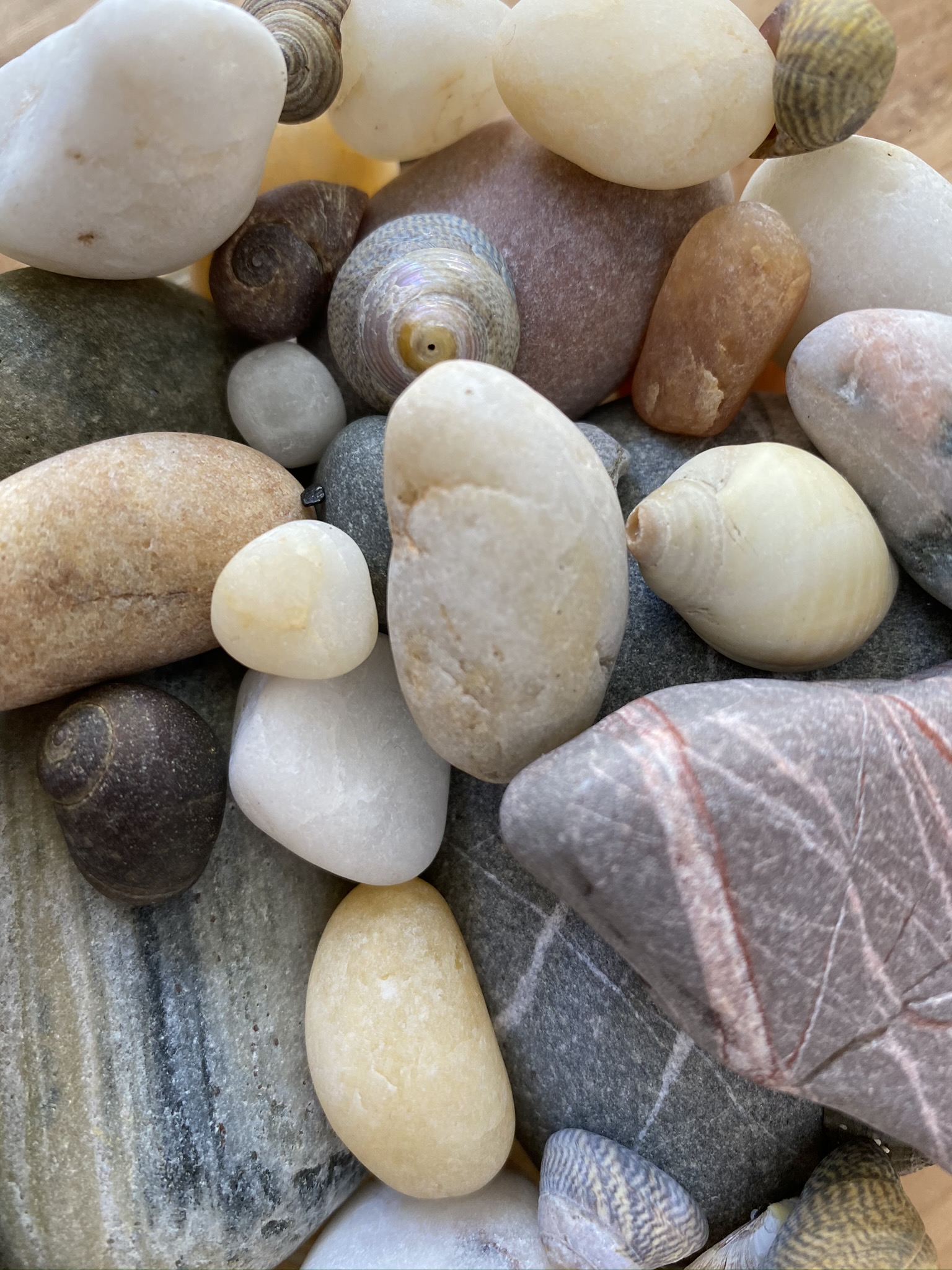 Responsible beachcombing? (MagNorth)