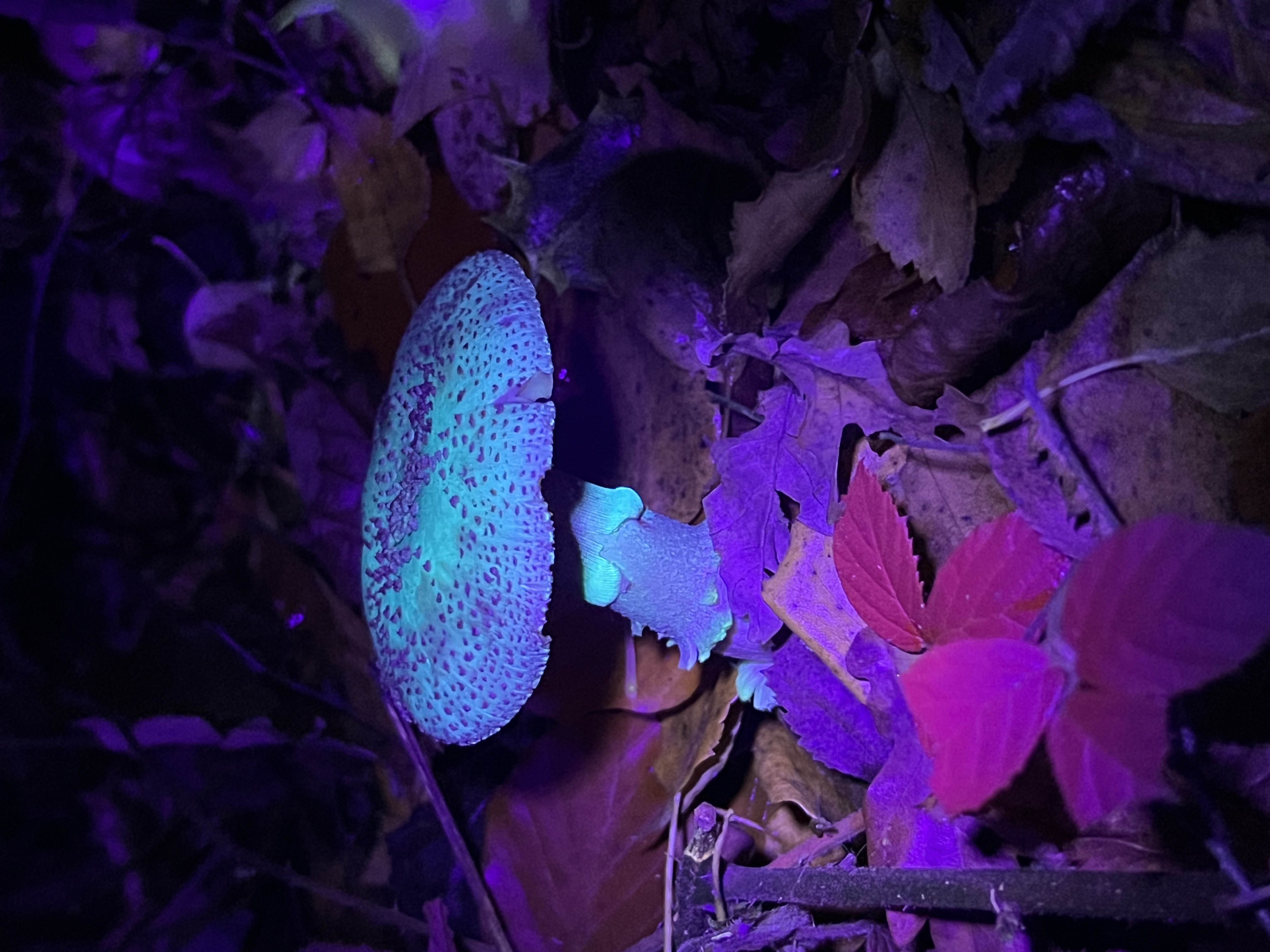 UV fungi walk cWild Roots Foraging