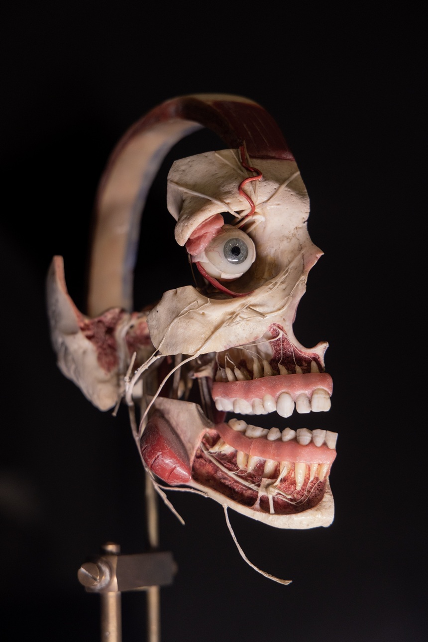Wax model of sagittal section of head_Credit University of Leeds School of Dentistry Dental Museum