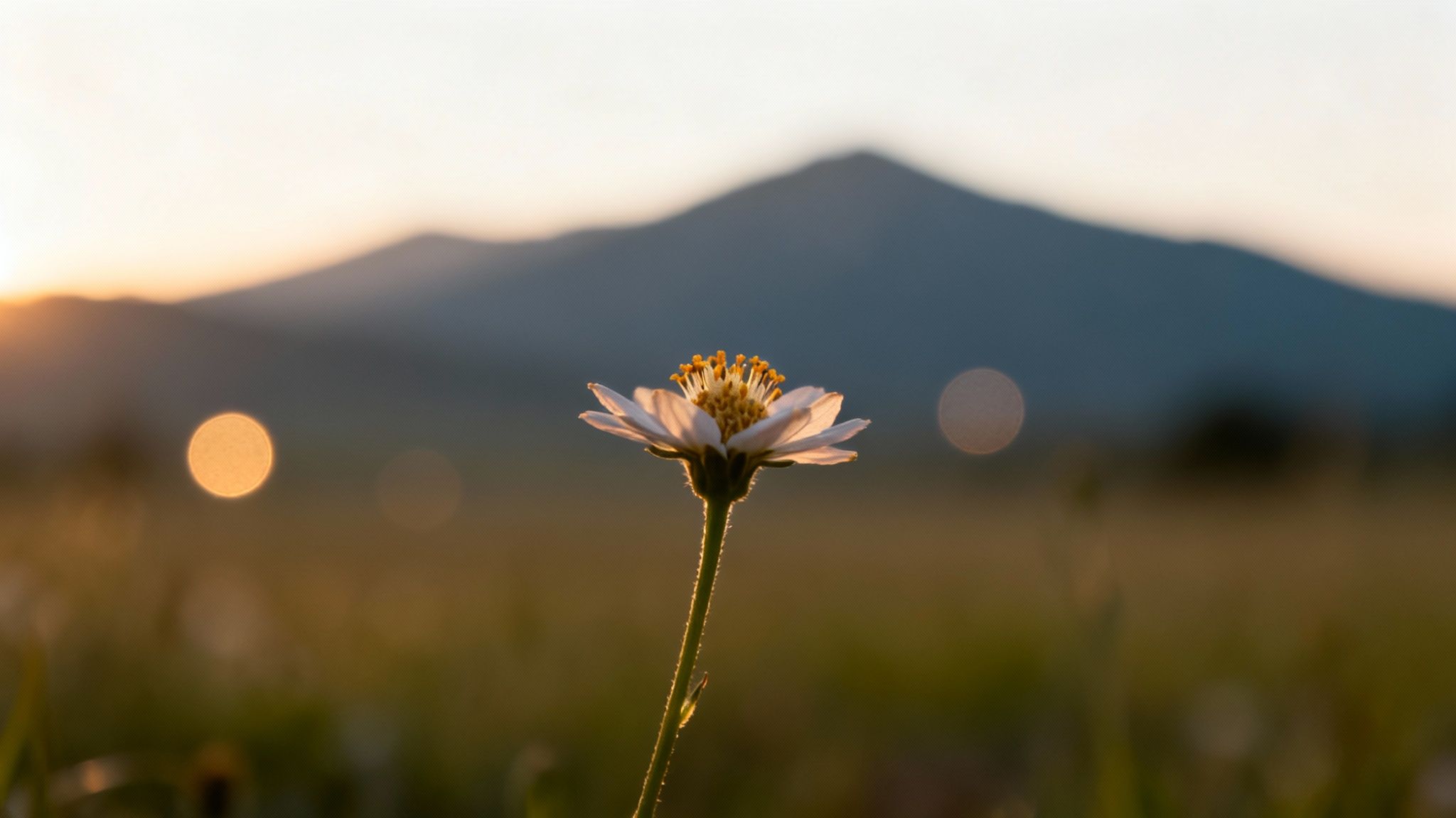 A delicate white flower with a yellow center glowing in warm sunset light, against a blurry mountain background.