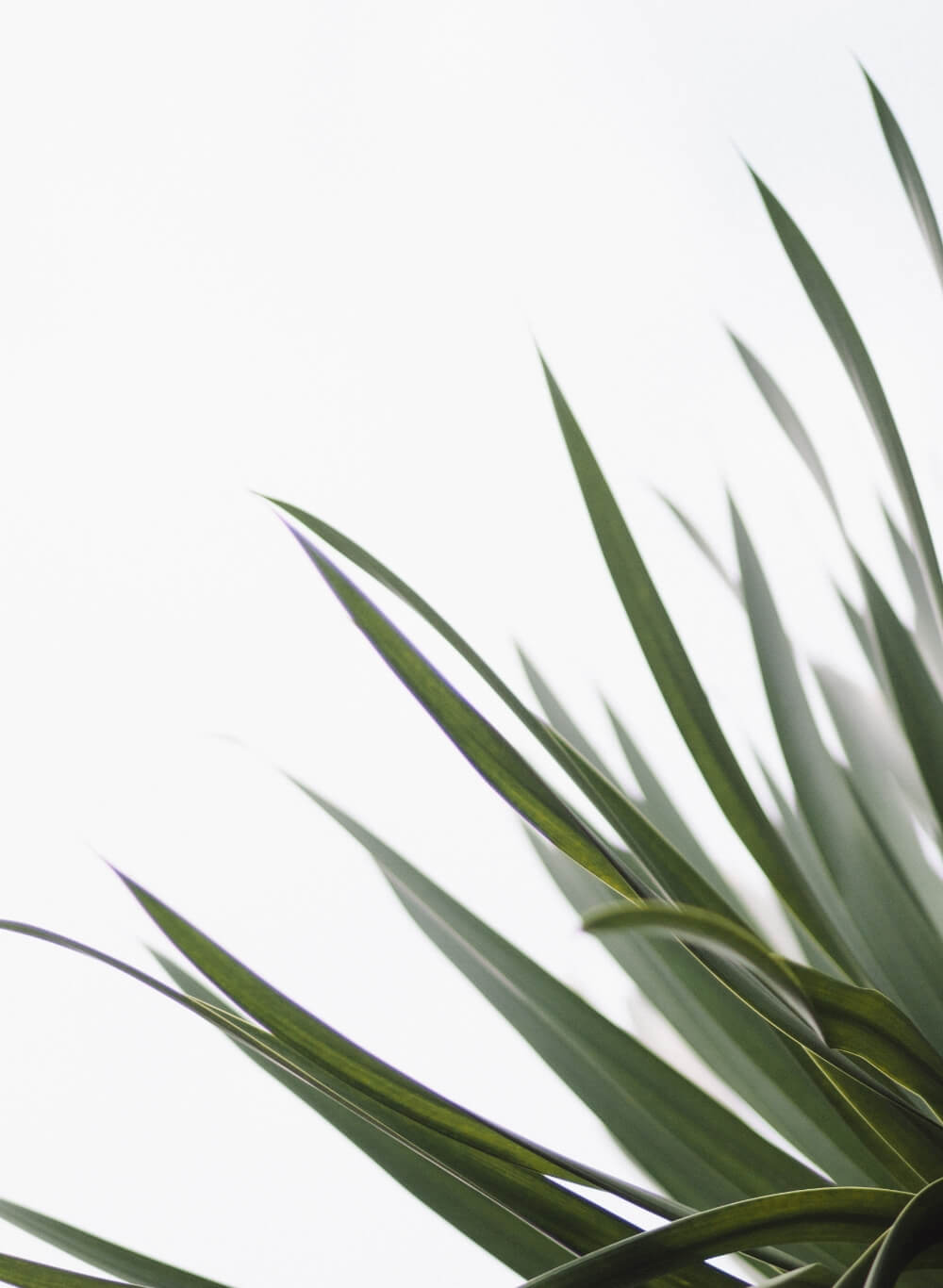 A very minimal plant