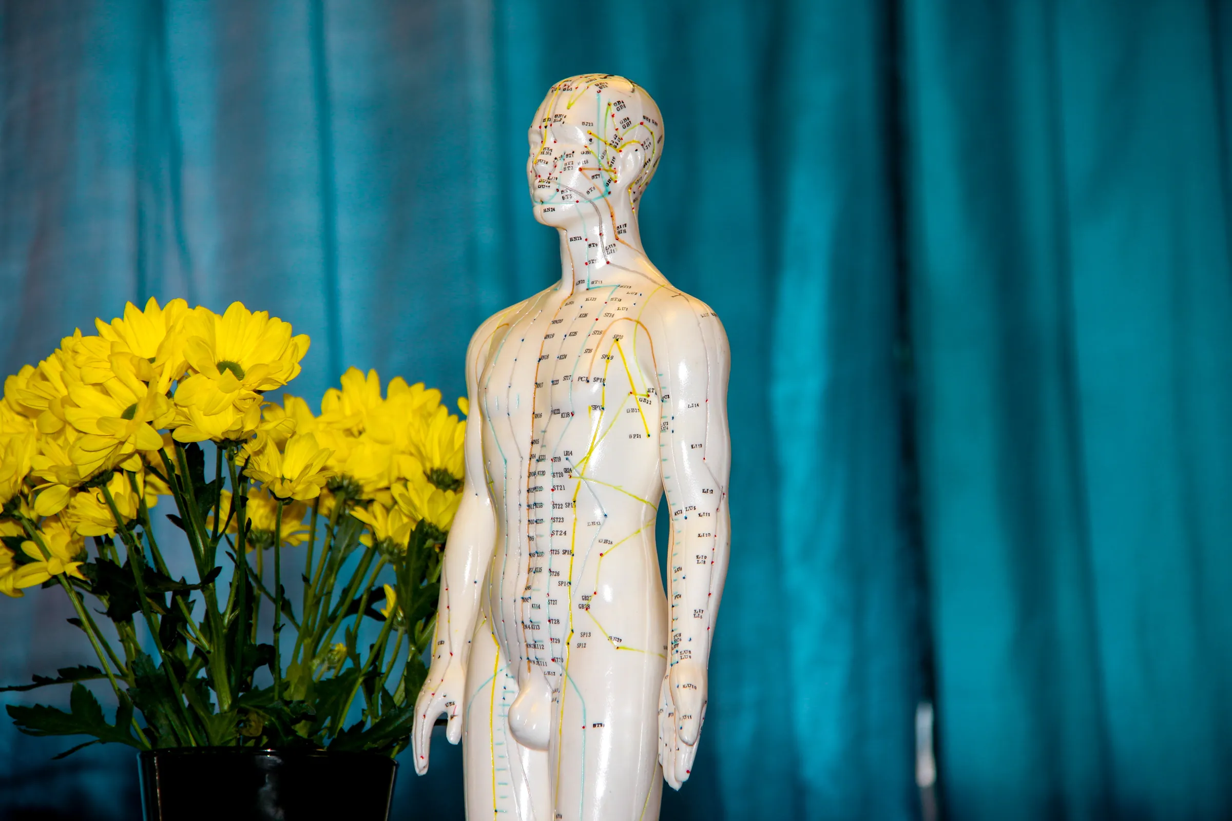 Akupunktur-Lehrfigur vor gelben Blumen und türkisfarbenem Vorhang bei BIU Thai Massage Kelheim